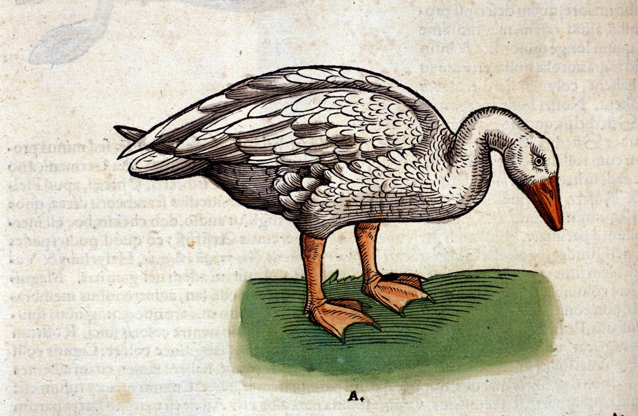 Gåsen etter Historia Animalium av Conrad Gesner, Tiguri 1560. Biblioteca Nazionale Braidense. Milan av Unknown artist