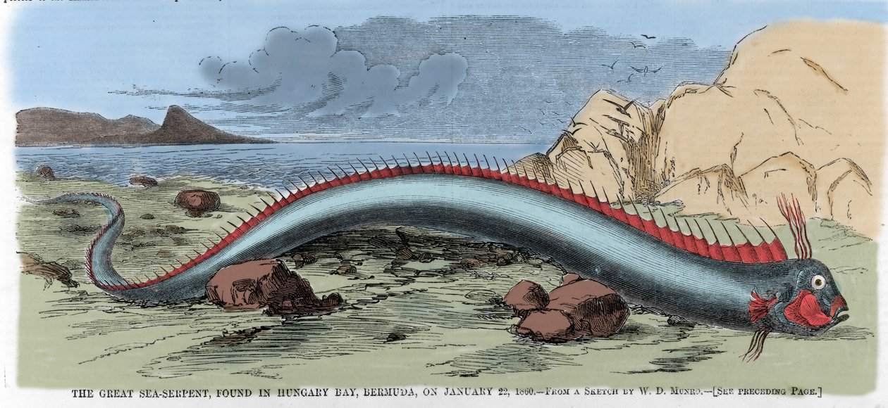 Den store sjøslangen funnet i Hungary Bay i Bermuda 22.01.1860. Illustrasjon fra "" Harper