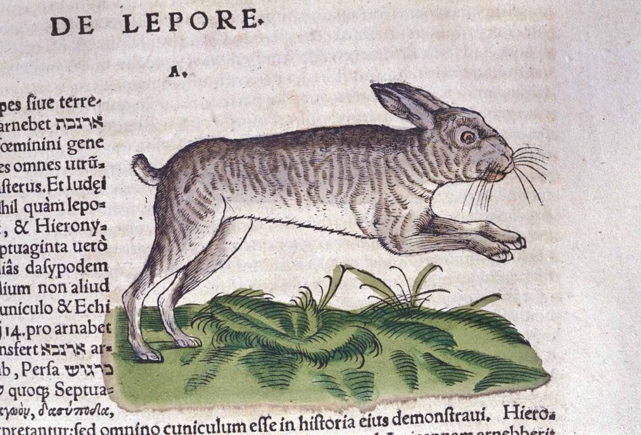 Haren etter Historia Animalium av Conrad Gesner, Tiguri 1560. Biblioteca nazionale Braidense. Milan av Unknown artist