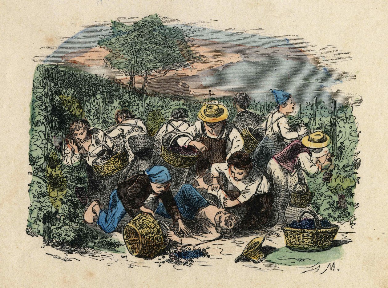 Innhøstingen. 1800-talls illustrasjon. Bianchetti-samlingen av Unknown artist