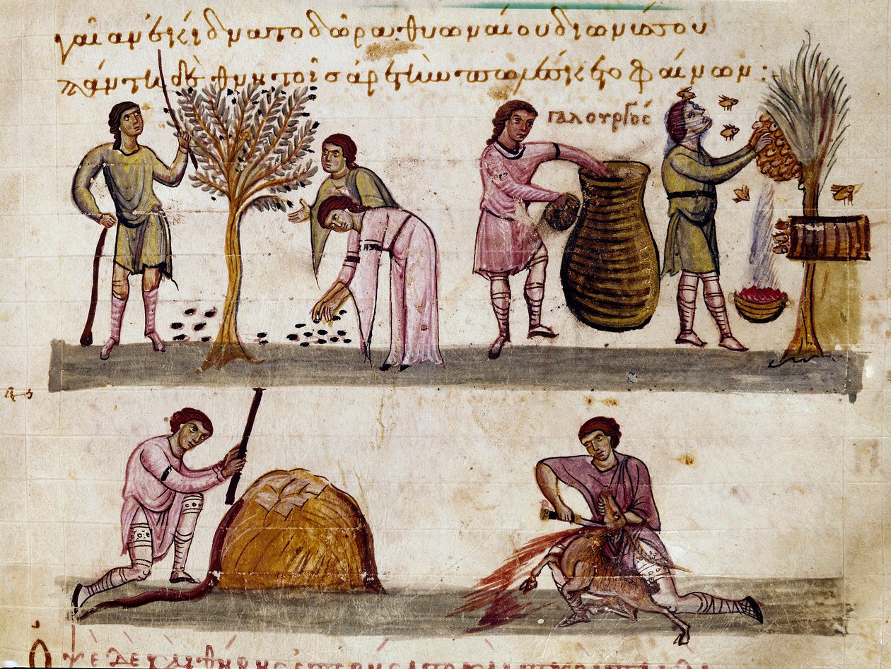 Høsten av oliven, produksjonen av honning og lammeslaktene Miniatyr fra jaktmelkingen "" The Cynegetics"" av Oppian (Oppian eller Oppianus) fra Syria (3. århundre e.Kr.) dedikert til Caracalla. Venezia fra 1000-tallet. Biblioteca Marciana av Unknown artist