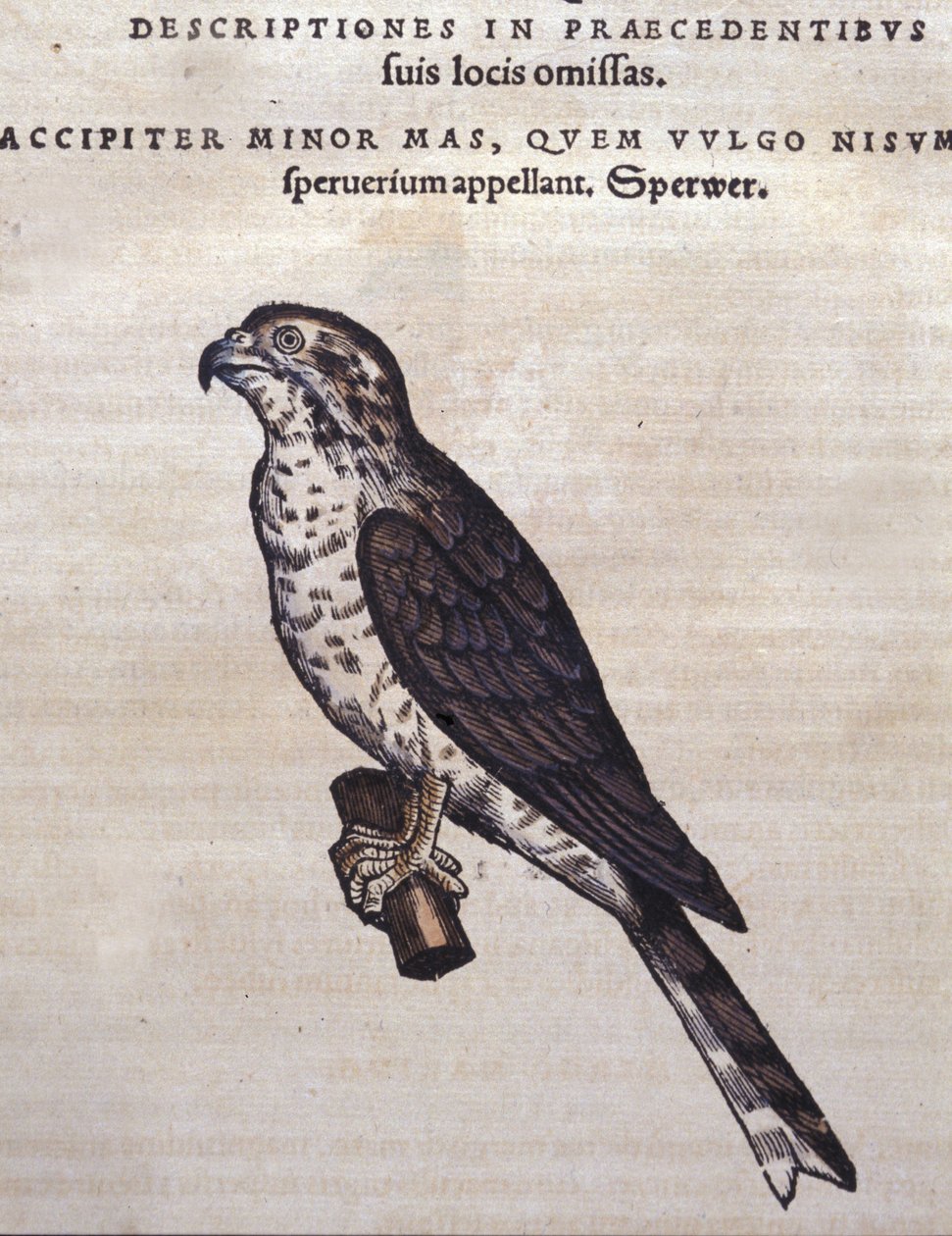 Hauken etter Historia Animalium til Conrad Gesner, Tiguri 1560. Biblioteca Nazionale Braidense. Milan av Unknown artist