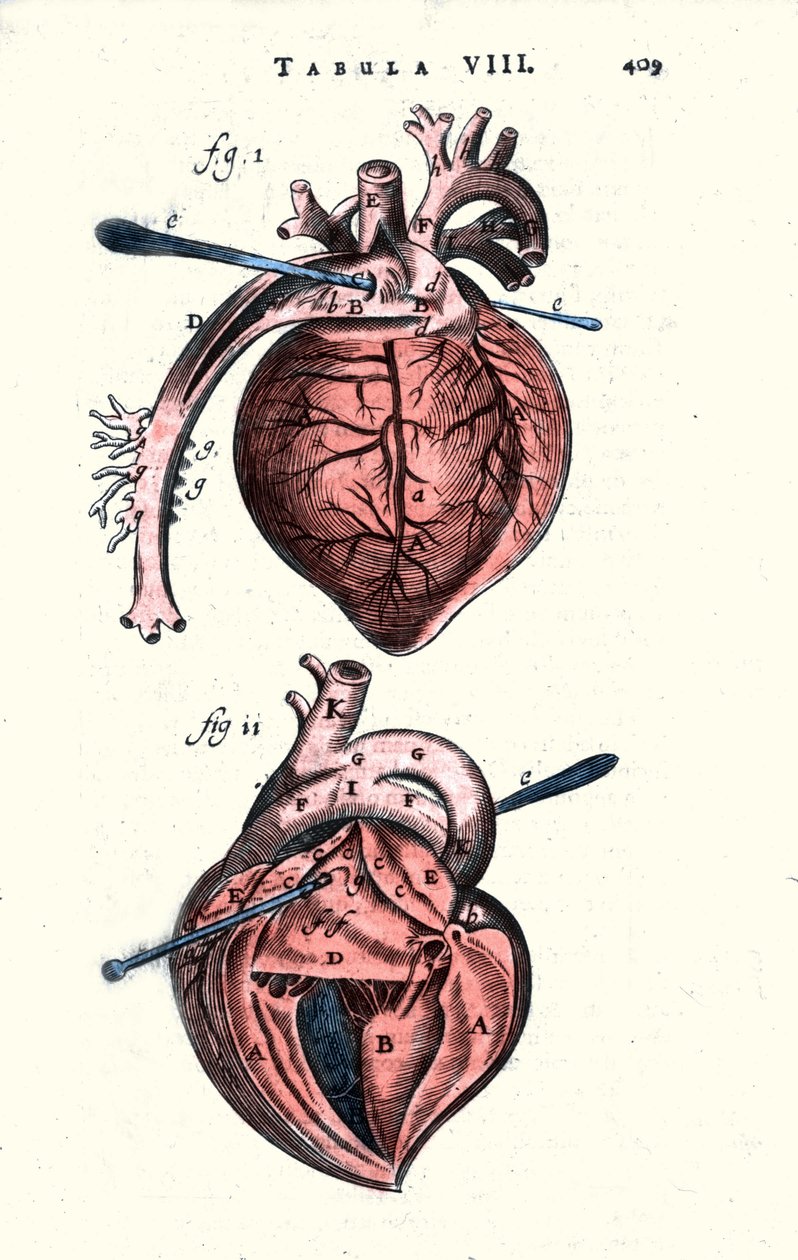 Hjertet. Anatomisk tavle etter “Anathomy” av Erasmus Bartholin (Erasmus Bartholinus) (1625 - 1698) dansk lege og fysiker. 17. århundre av Unknown artist
