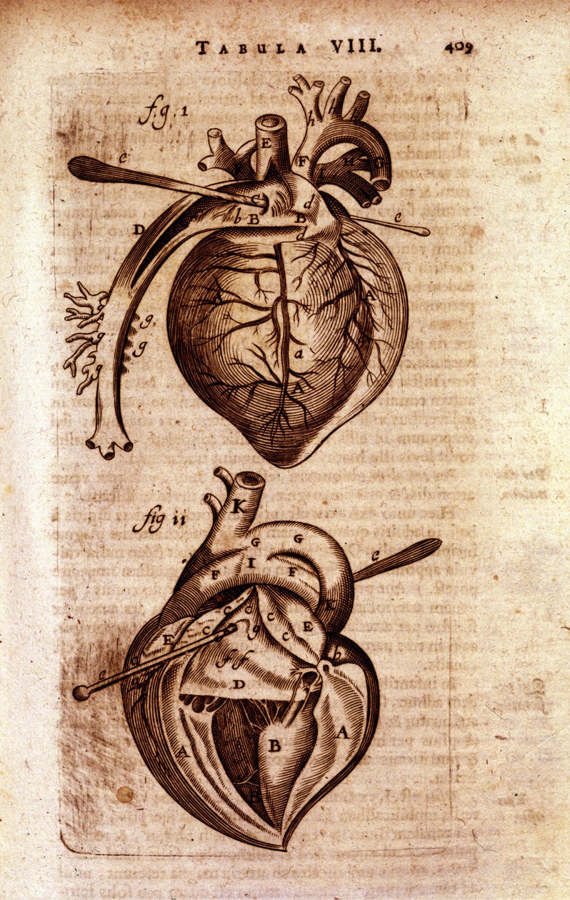 Hjertet i Bartholins "Anatomy"" av Unknown artist