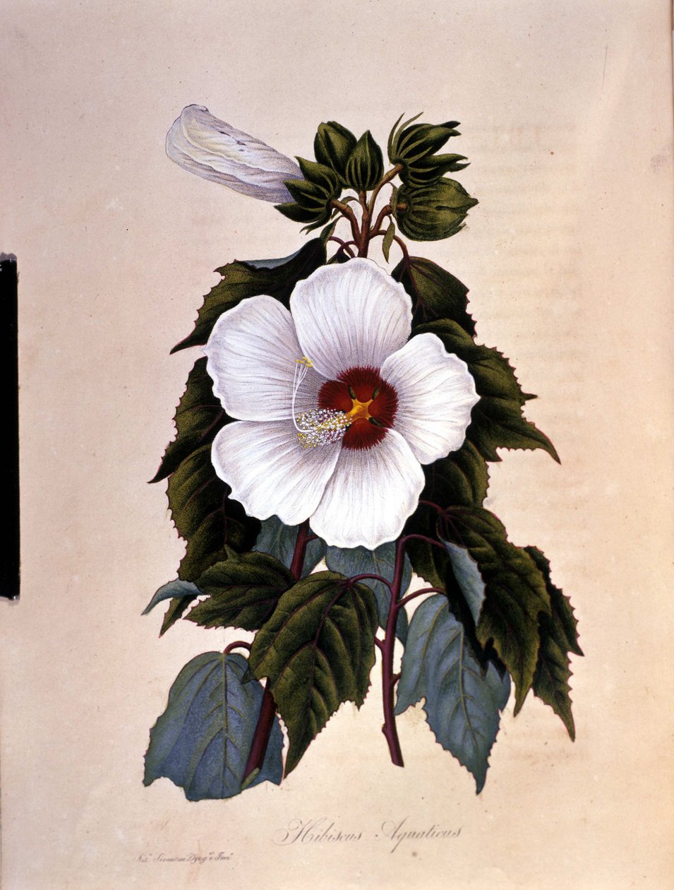 Ibiskusen. Botanisk bord. av Unknown artist