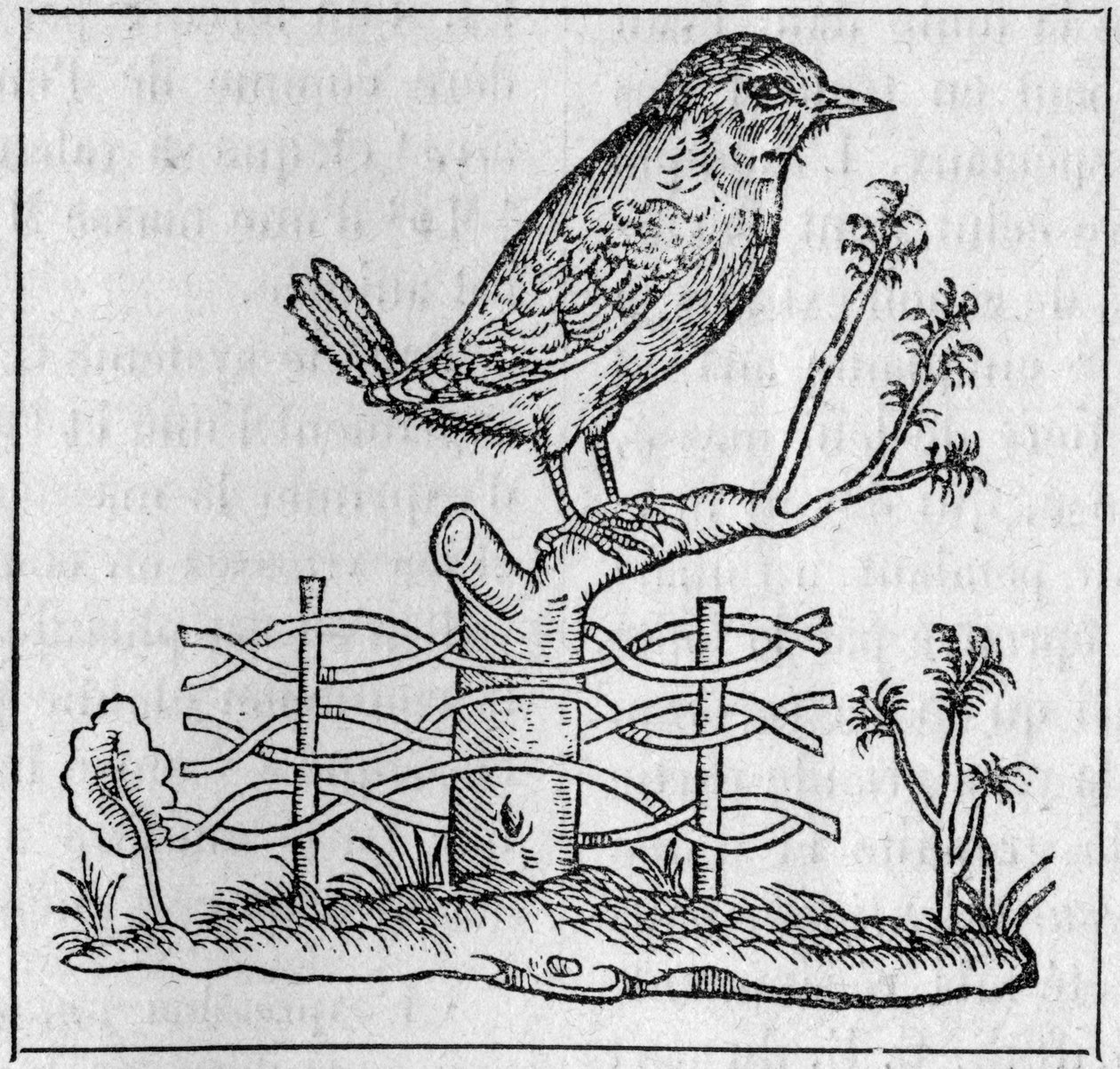Kongen. (Etter Pierre Belon av Unknown artist