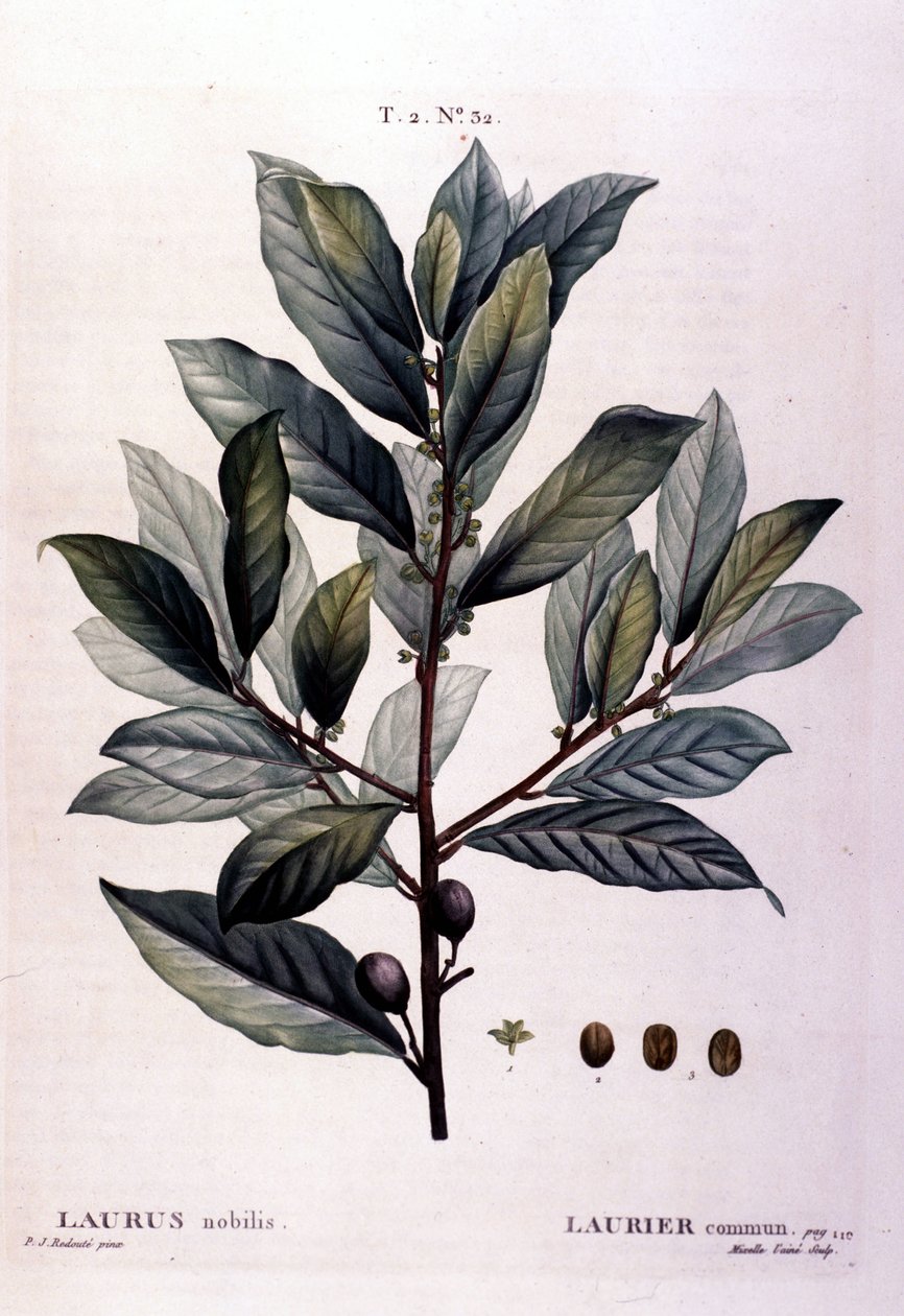 Laurbæret. Herbarium fra 1800-tallet. av Unknown artist