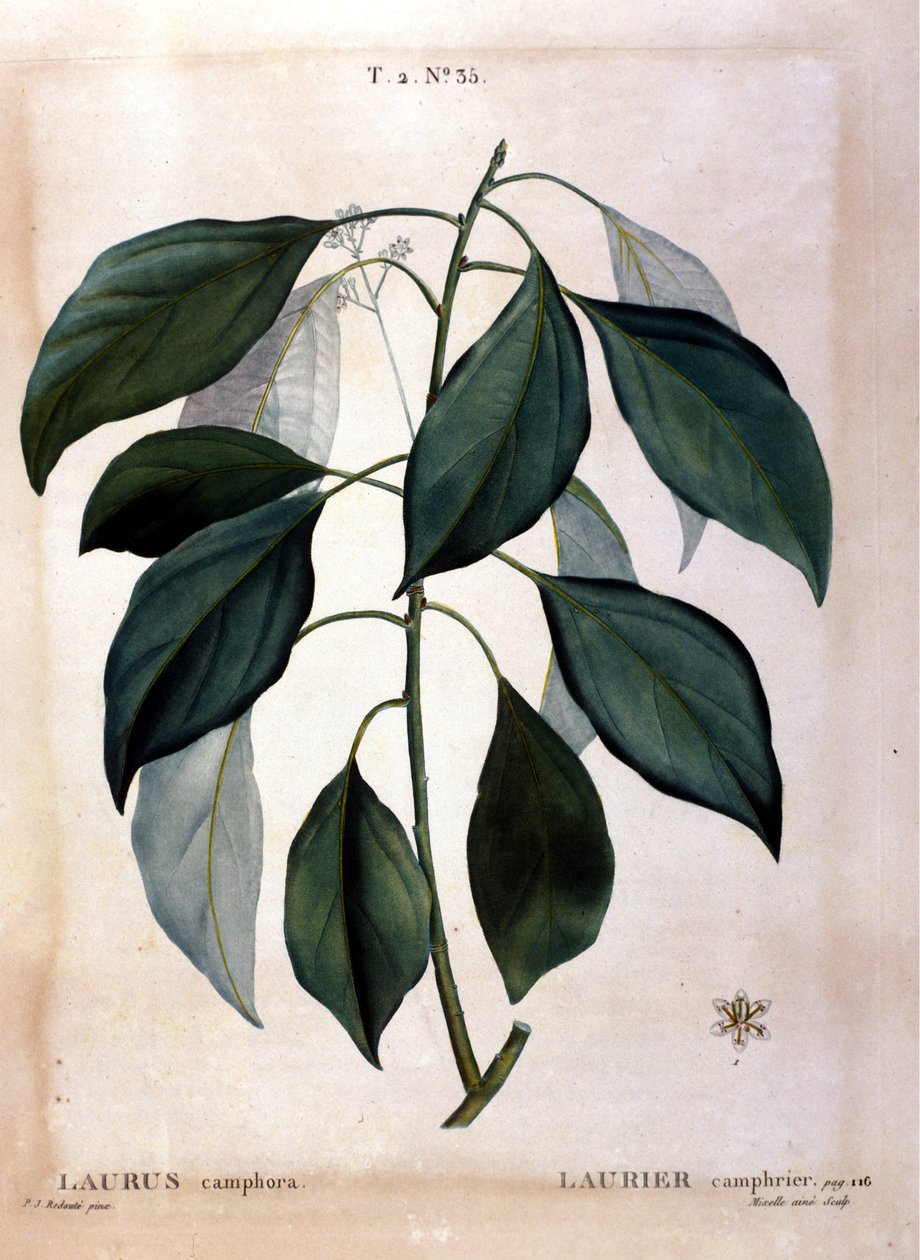 Laurbær: kamfer. Herbarium fra 1800-tallet. av Unknown artist