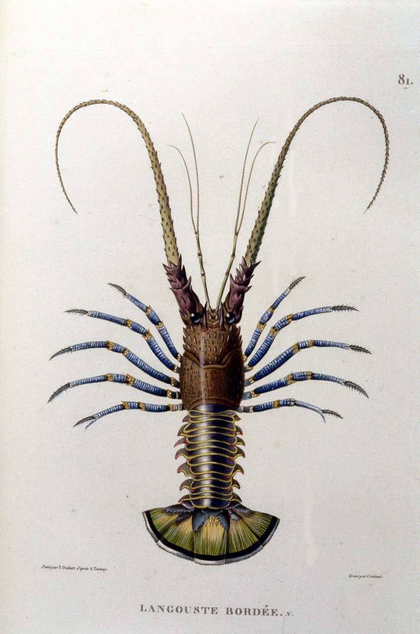 Hummeren. 1800-tallet av Unknown artist