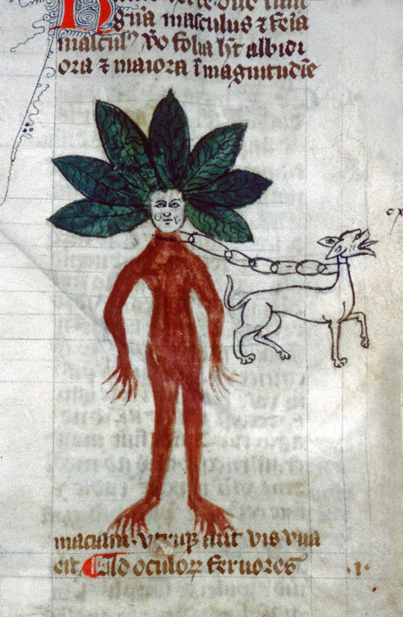 Mandrake. 1400-tallet (miniatyr) av Unknown artist