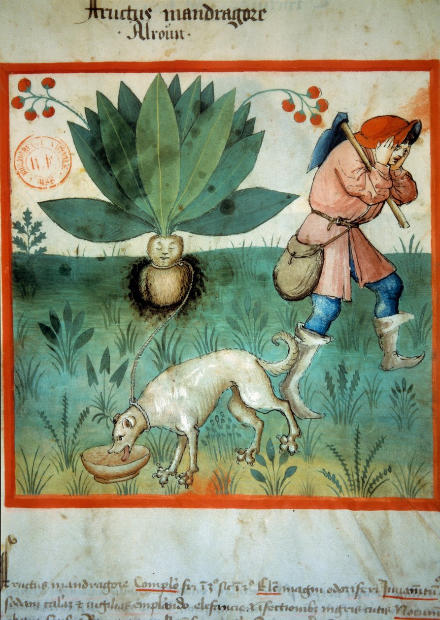 Mandrake. Medisinplante som ofte har blitt tilskrevet ekstraordinære magiske dyder. Belysning fra melking av medisin og diett "" Tacuinum sanitatis"" av Unknown artist