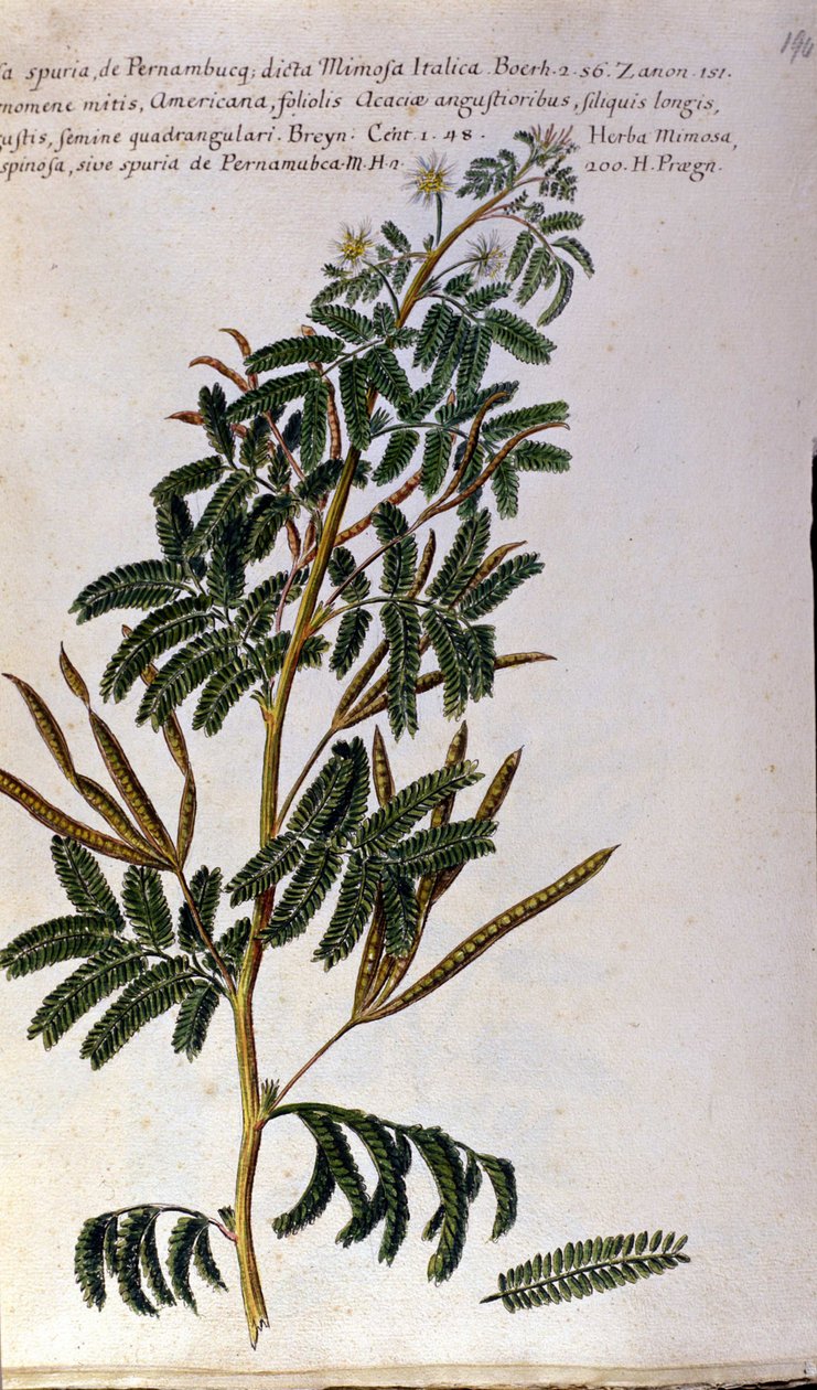 Mimosaen, botanisk tavle, gravering. av Unknown artist