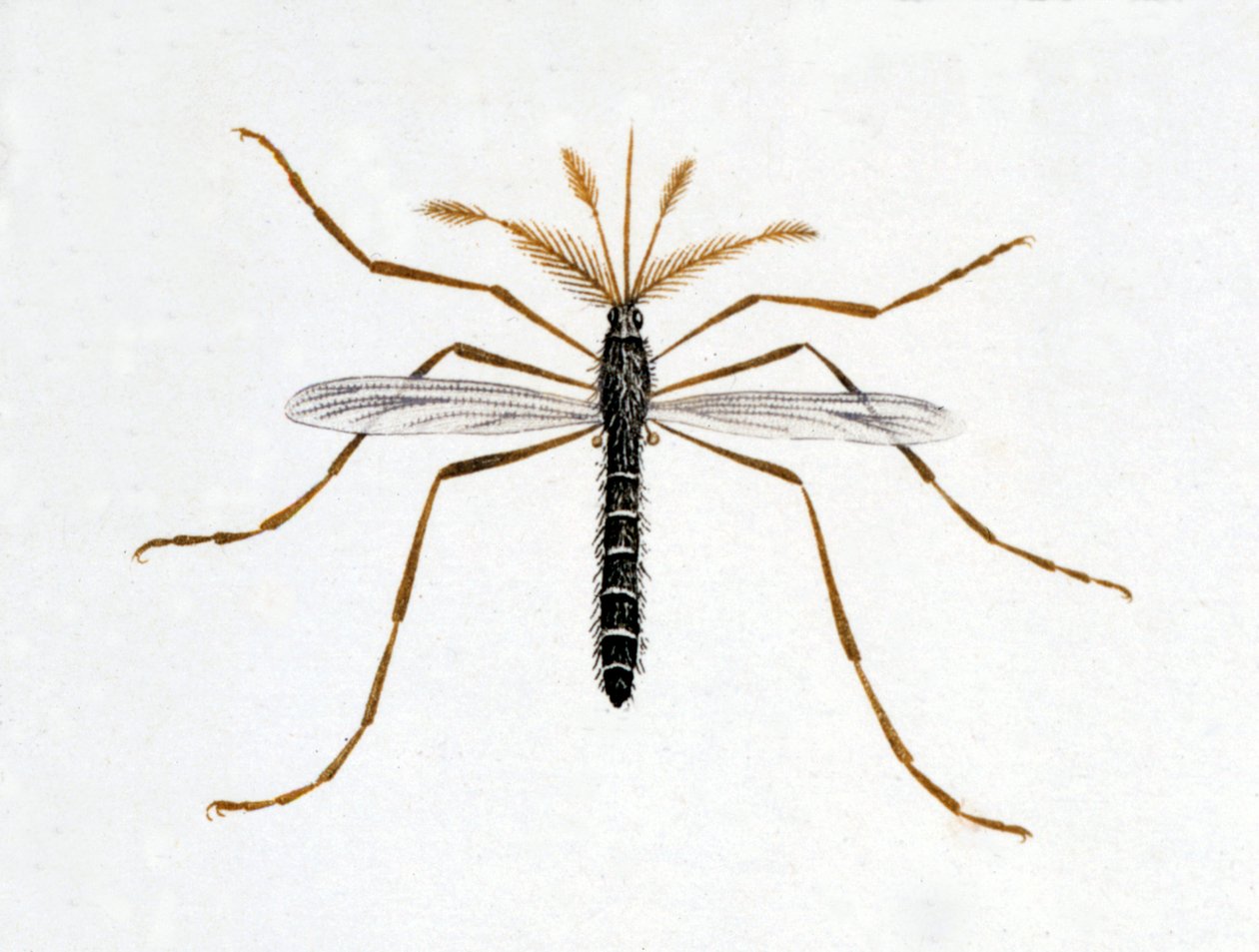 Myggen. Naturhistorisk styre. 1800-tallet. av Unknown artist