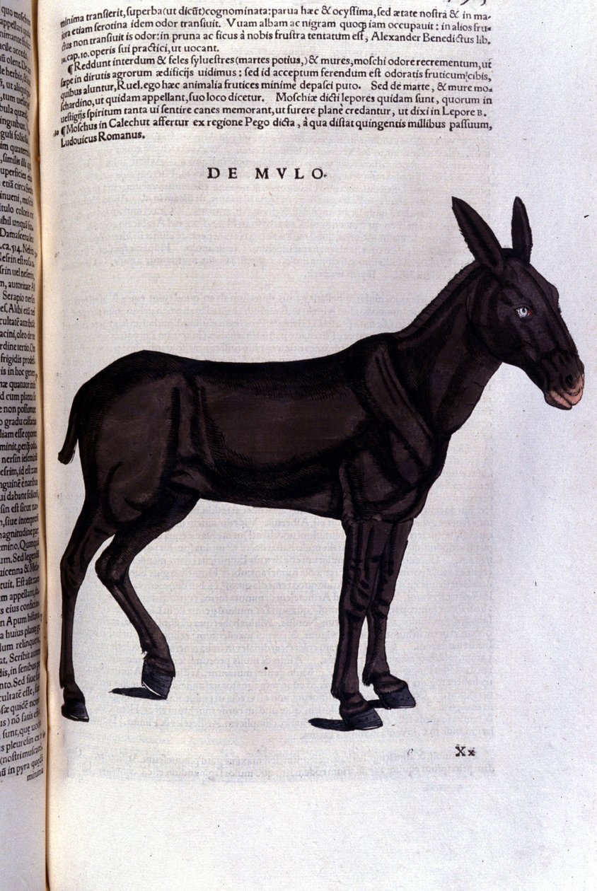 Multen etter Historiae animalium av Konrad Gesner, Tiguri av Unknown artist
