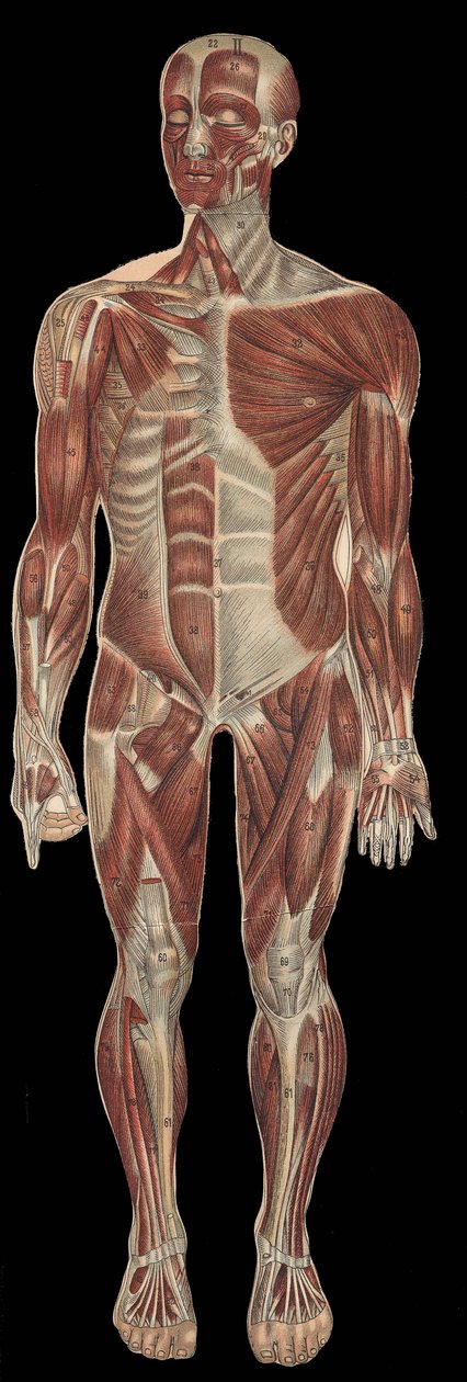 The muscles of the head, trunk and extremities on the anterior part of the body.in “” The new natural medication”” by F.E. Bilz.1898. av Unknown artist