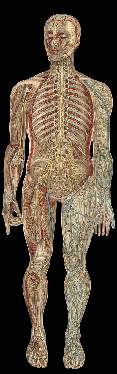 The nervous system.board in” The new natural medication”” by F.E. Bilz.1898. av Unknown artist