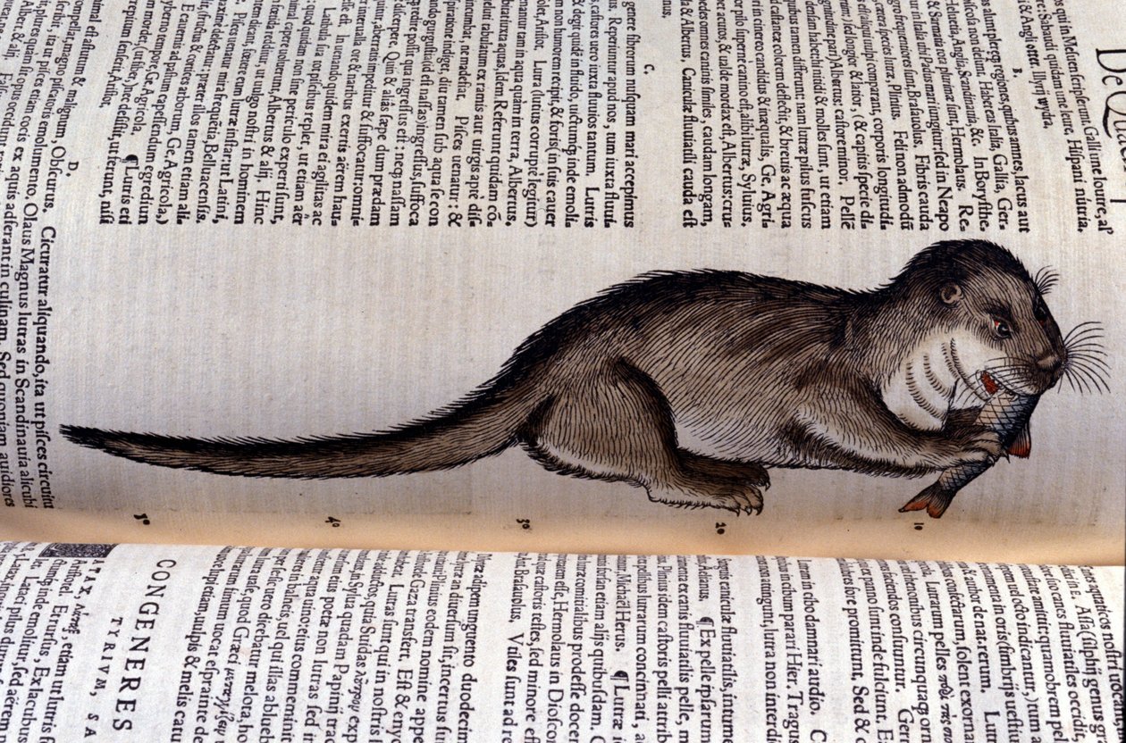 Oteren - Historia Animalium av Conrad Gesner (1516 - 1565), Tiguri av Unknown artist