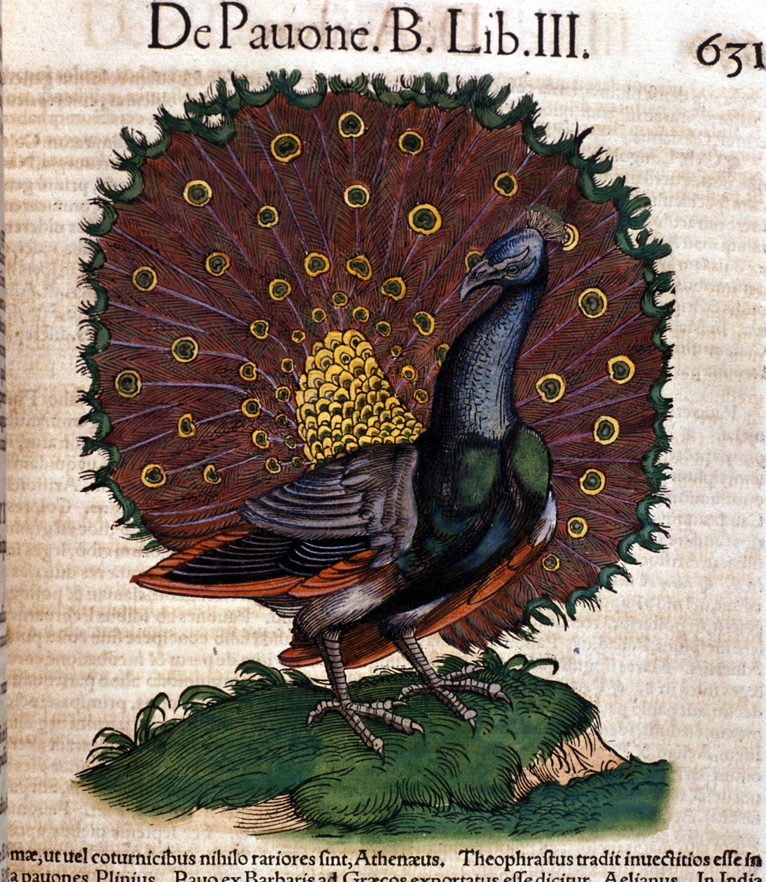 Påfuglen etter dyrenes historie av Conrad Gesner, Tiguri 1560. Biblioteca Nazionale Braidense. Milan av Unknown artist