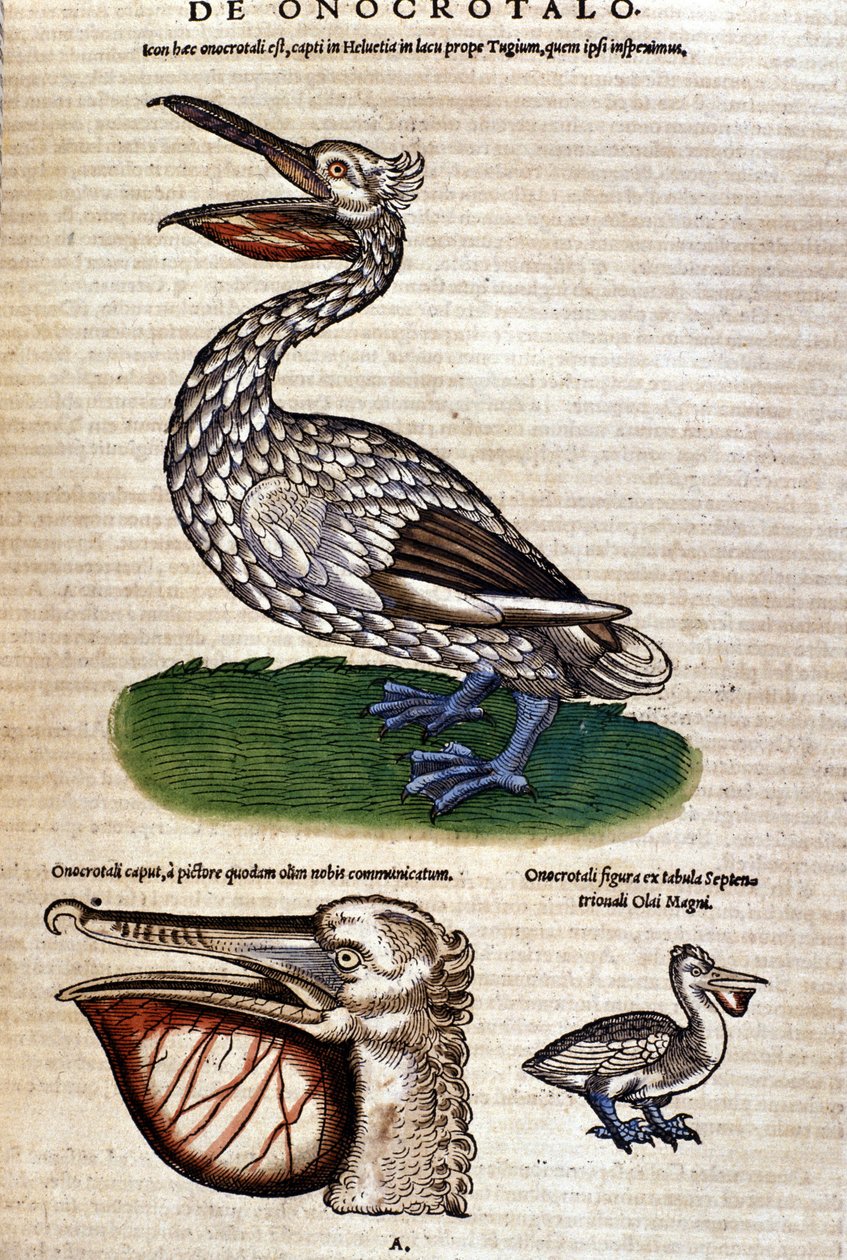 Pelikanen fra "History of Animals" av Konrad Gesner, Tiguri av Unknown artist