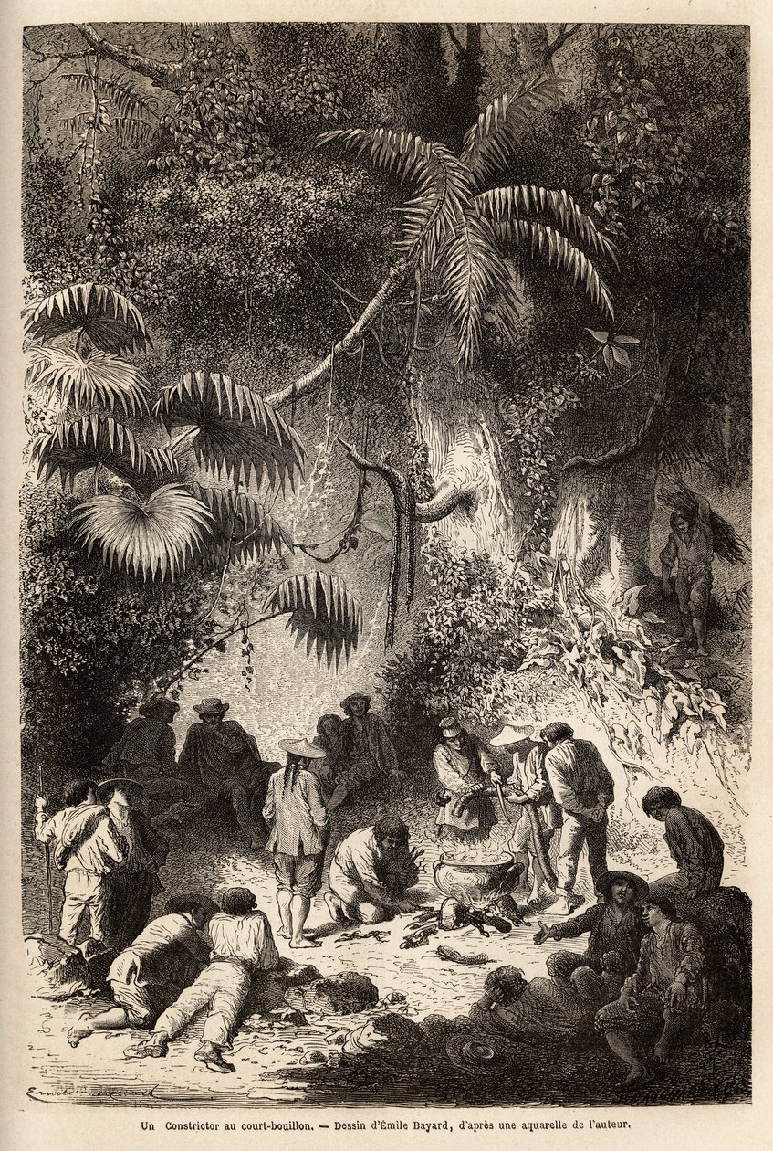 Tilberedning av et måltid i den uberørte skogen i Caravaya-dalen (Andes cordilliere), en boa constrictor med kort kjøttkraft. Engravure pour illustrrer le voyage dans les vallees de Quinquinas (Peru), av Paul Marcoy, i 1849-1861, utgitt i "" Le tou av Unknown artist
