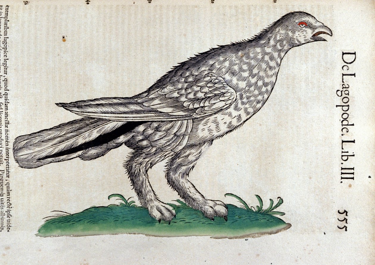 Rypen i dyrehistorien av Conrad Gesner (1516 - 1565), Tiguri av Unknown artist