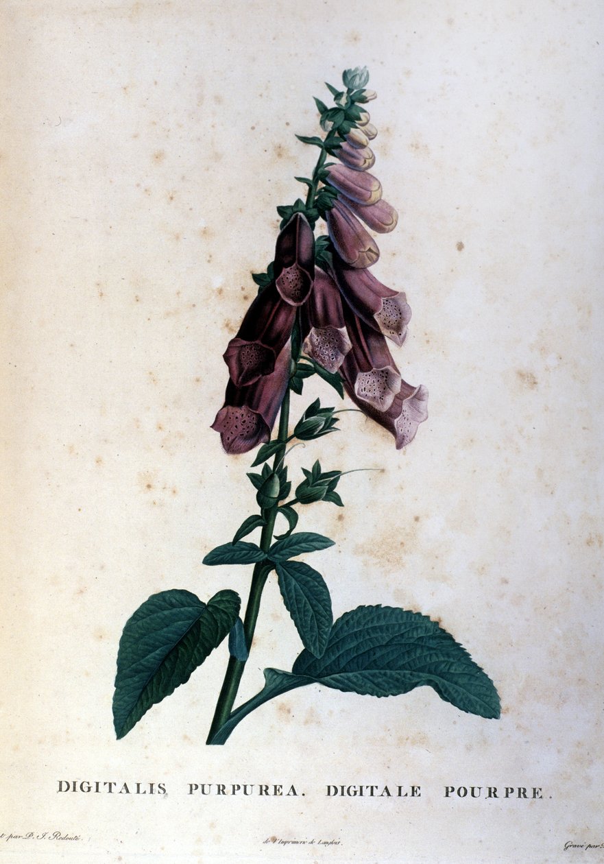 Den lilla digitale. Herbarium fra 1800-tallet. av Unknown artist