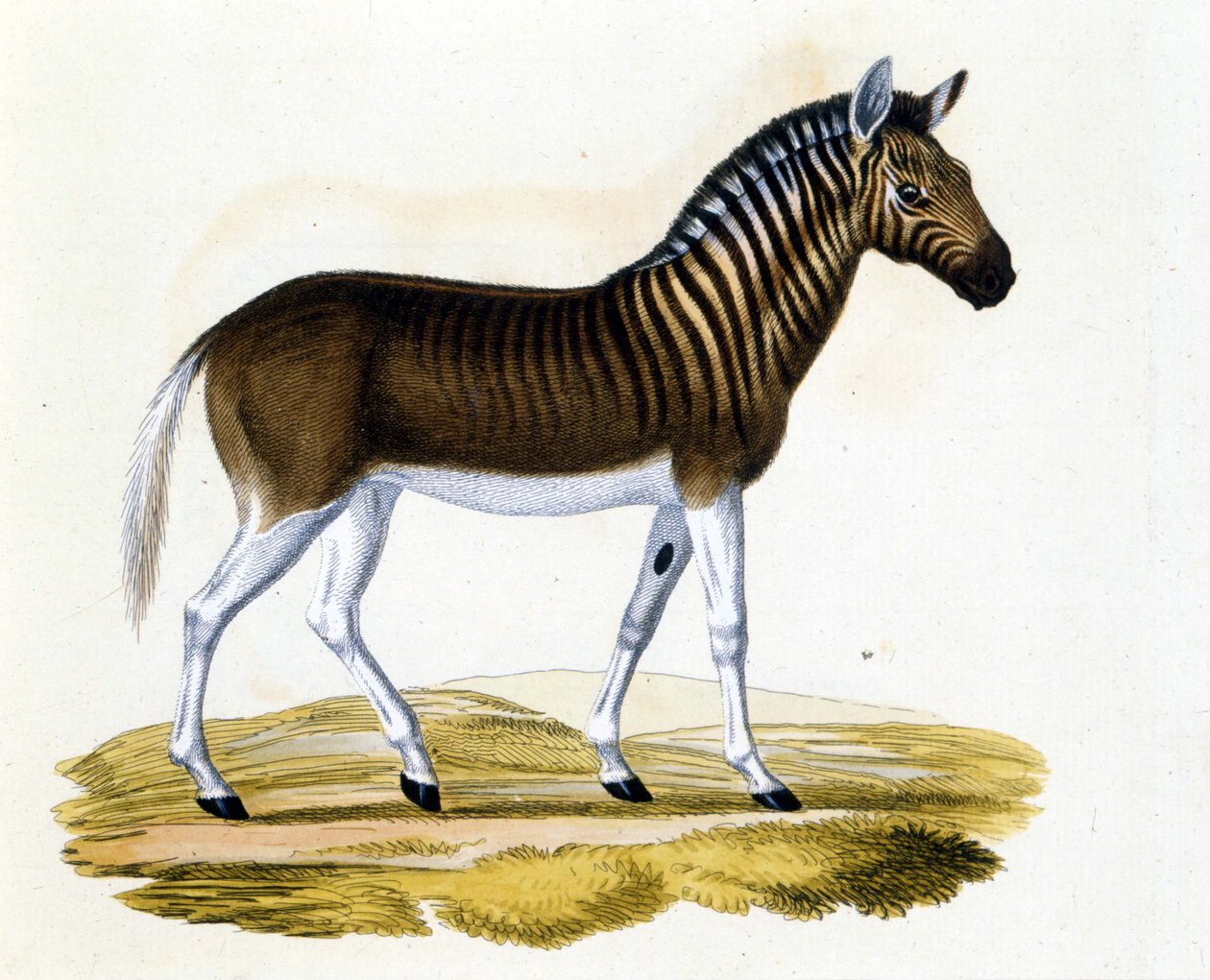 Quaggaen (couagga), et dyr forsvant rundt 1870: det var et pattedyr nær hesten og sebraen med striper på halsen og hodet. Gravering fra slutten av 1800-tallet. av Unknown artist