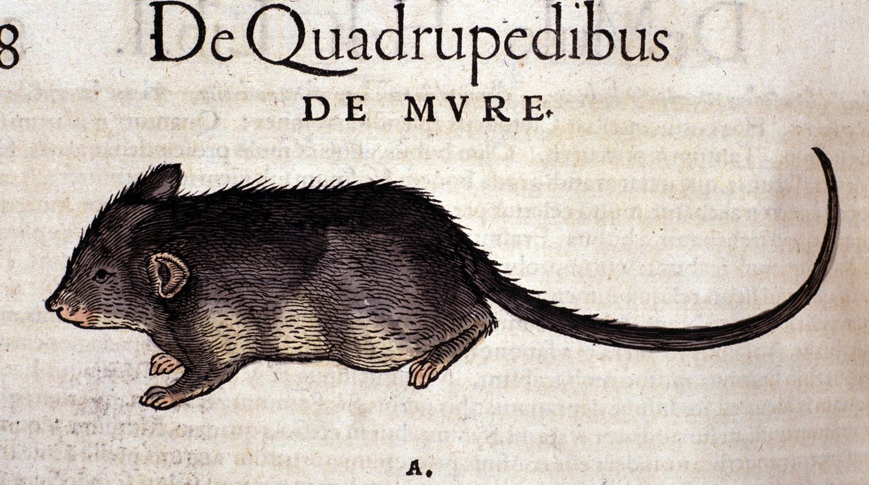 The Rat After The History of Animals av Conrad Gesner, Tiguri 1560. Biblioteca Nazionale Braidside. Milan av Unknown artist