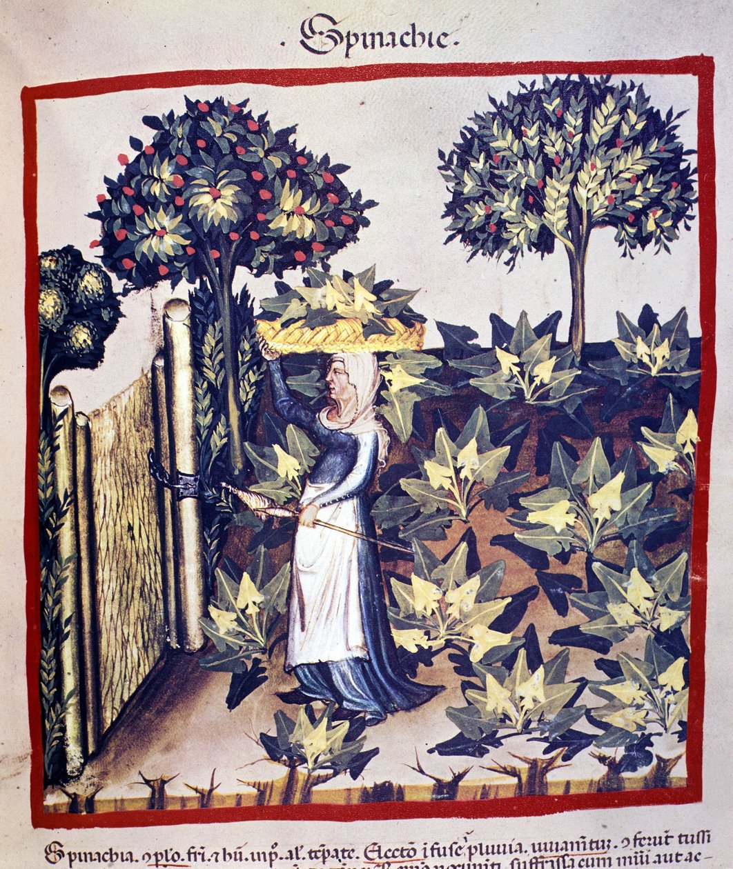 Gjenoppretting av spinat. Belysning fra melking av medisin og diett "" Tacuinum sanitatis"" av Unknown artist