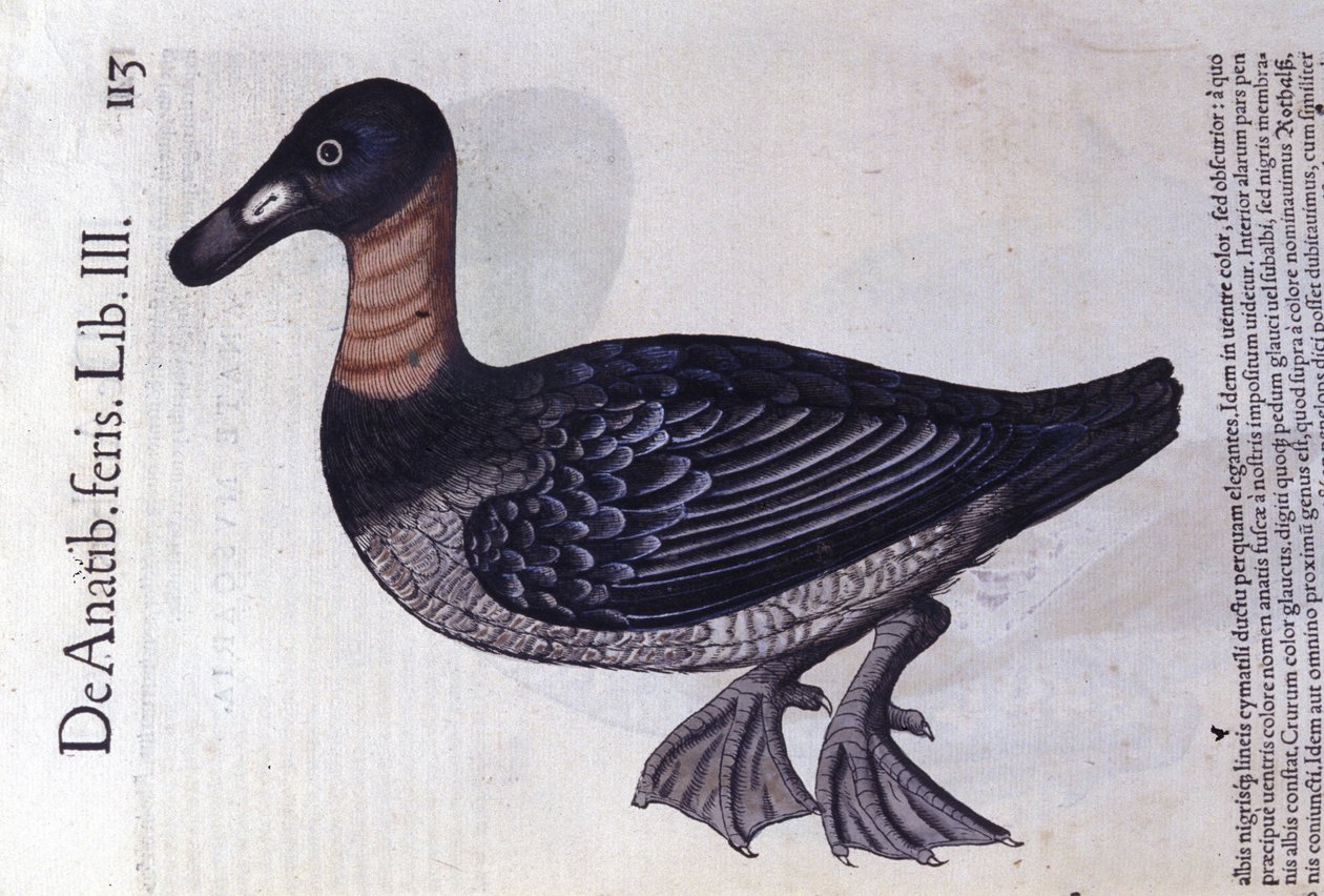 Rødhalsanden etter Historia animalium av Konrad Gesner, Tiguri av Unknown artist