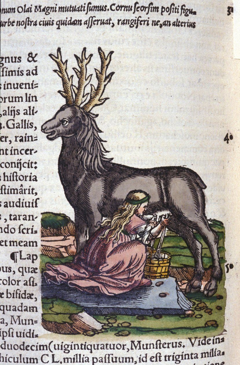 Reinhandelen etter Historia animalium til Konrad Gesner, Tiguri av Unknown artist