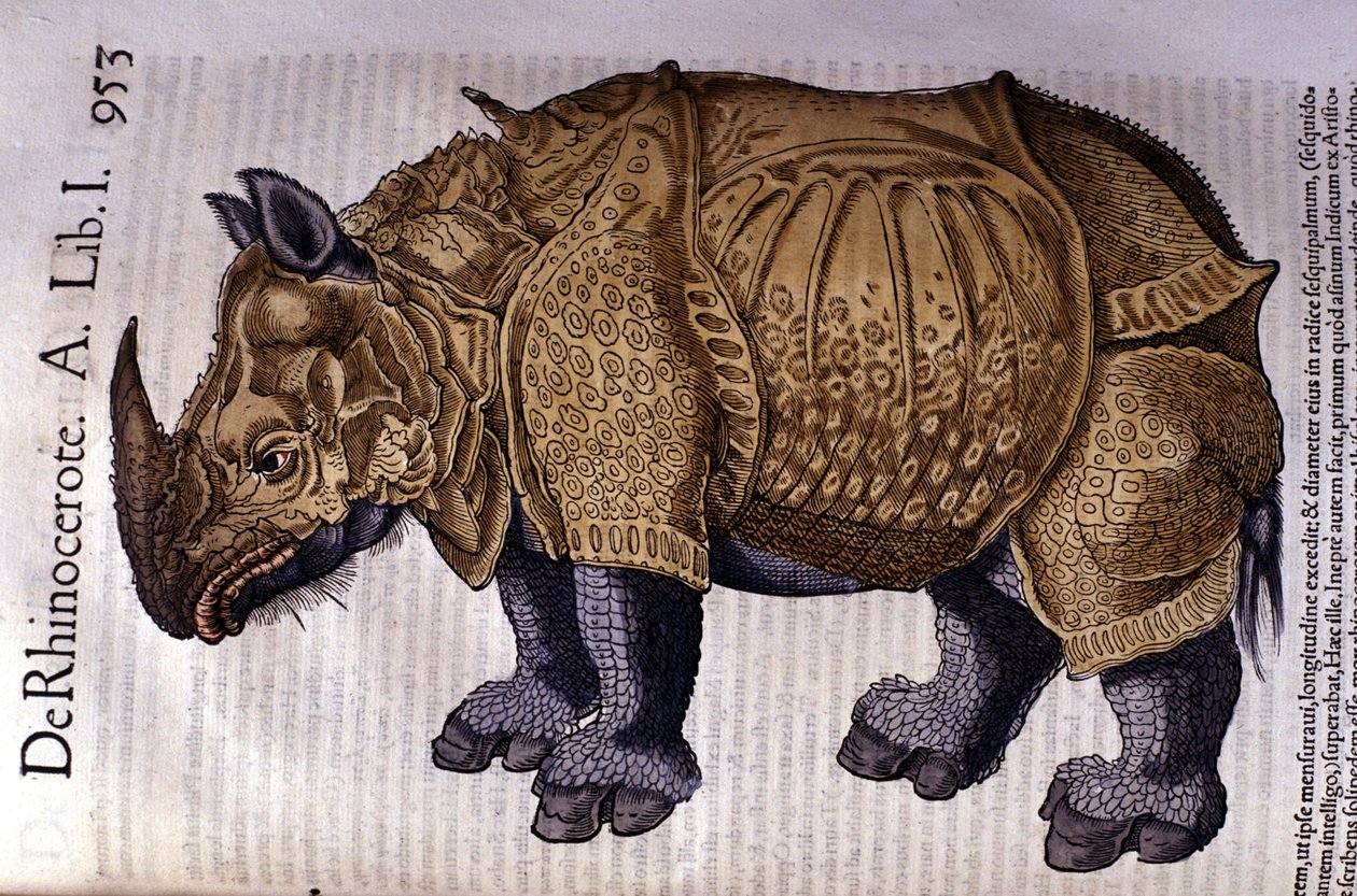 Neshornet etter "History of the Animals" av Conrad Gesner, Tiguri 1560 av Unknown artist