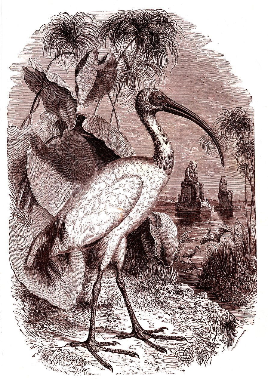 Egypternes hellige ibis av Unknown artist