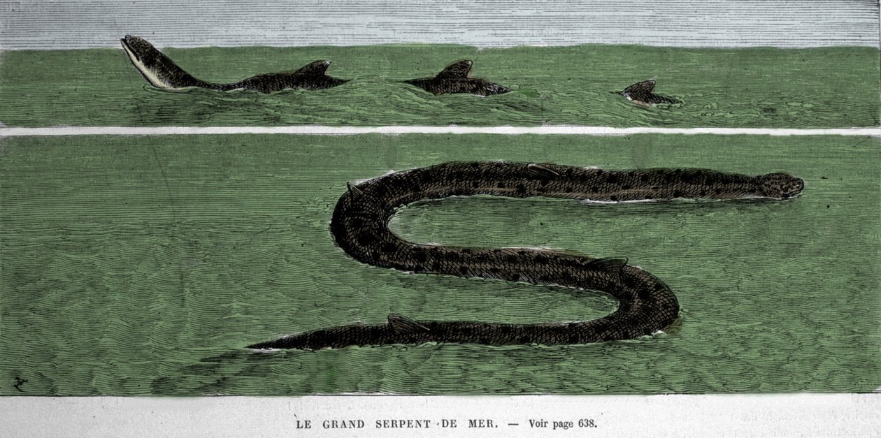 Sjøslangen observert i 1872 i Meridional Atlanterhavet. av Unknown artist