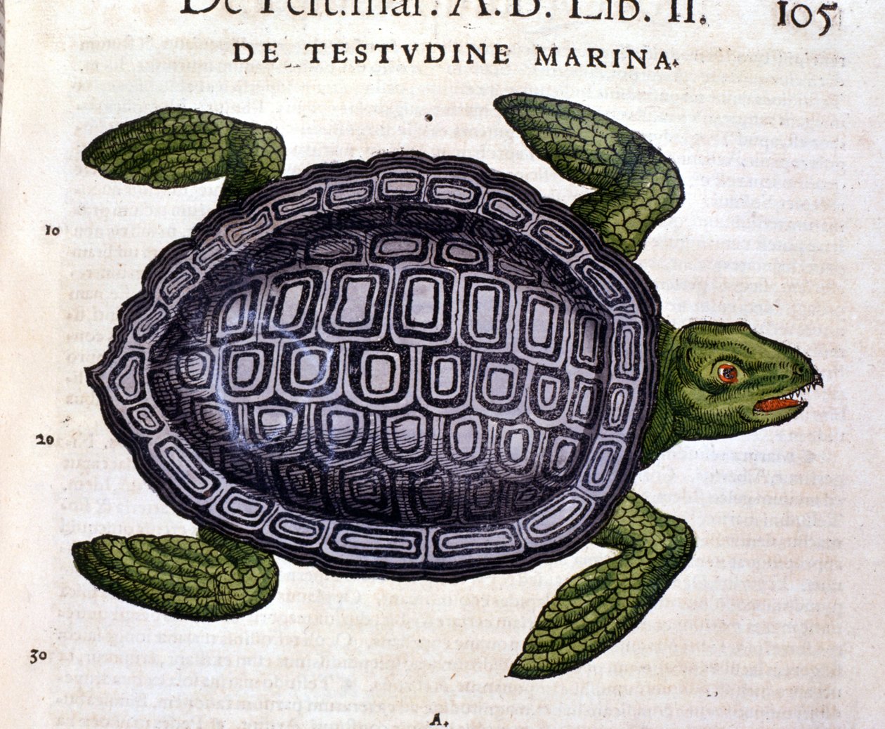 Havskilpadden, ifølge Historia Animalium til Conrad Gesner, Tiguri 1560 av Unknown artist