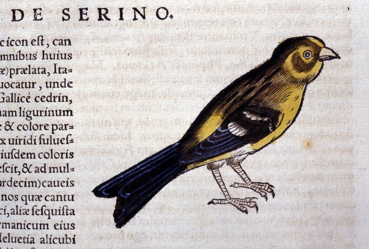 Serin d