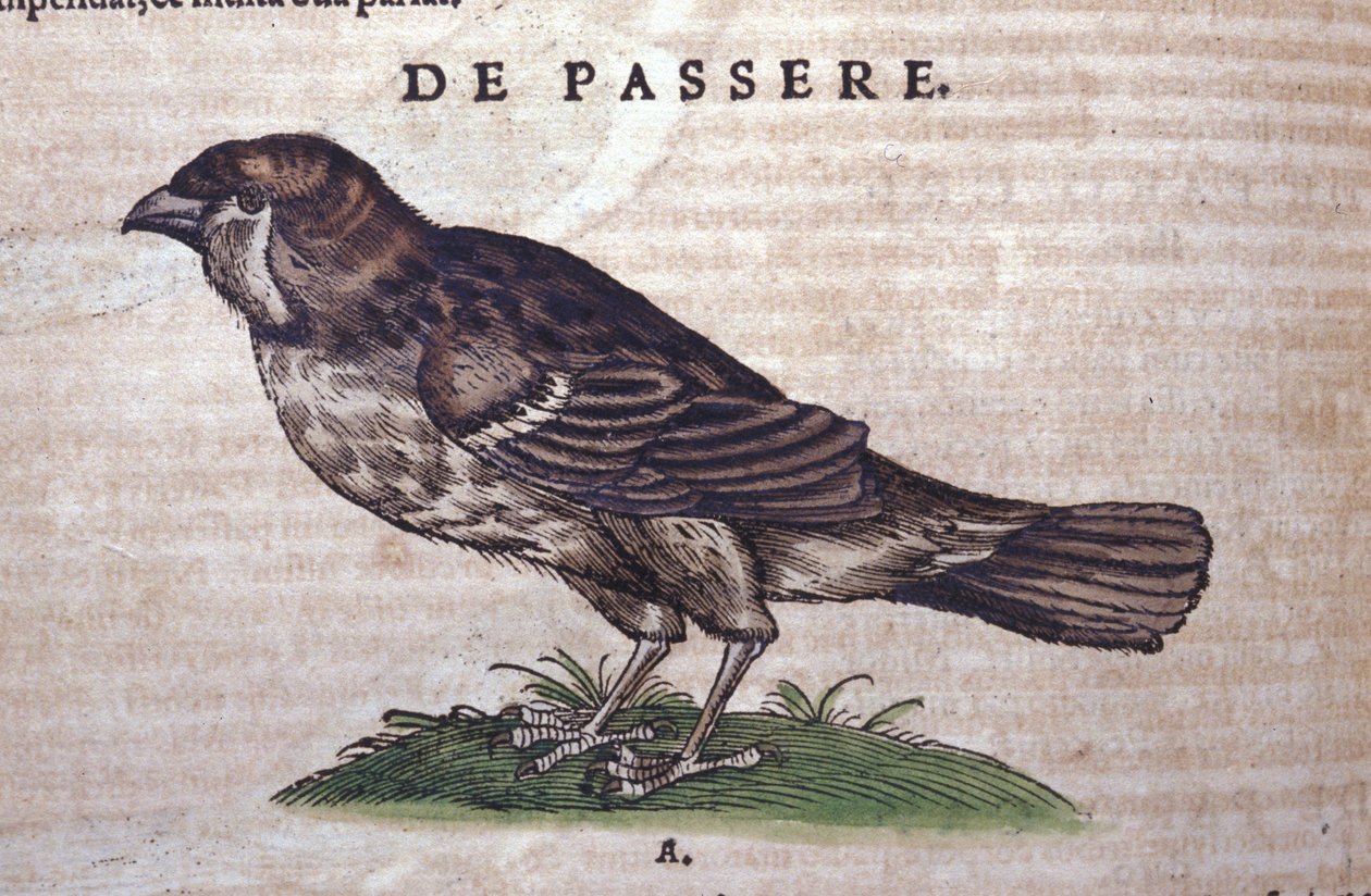 Spurven i Historia Animalium av Conrad Gesner (1516 - 1565), Tiguri av Unknown artist