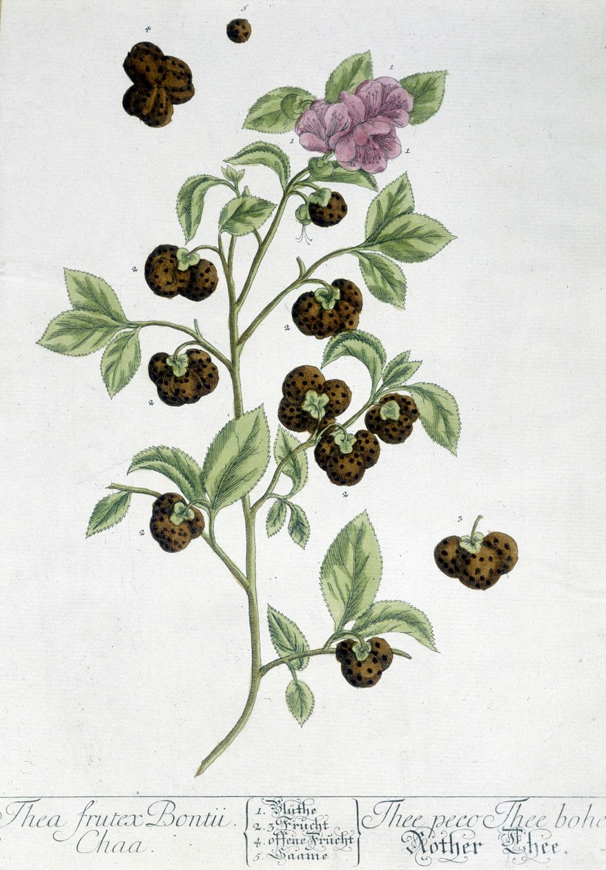 Teplanten Frutex Bontii - botanisk bord av Unknown artist