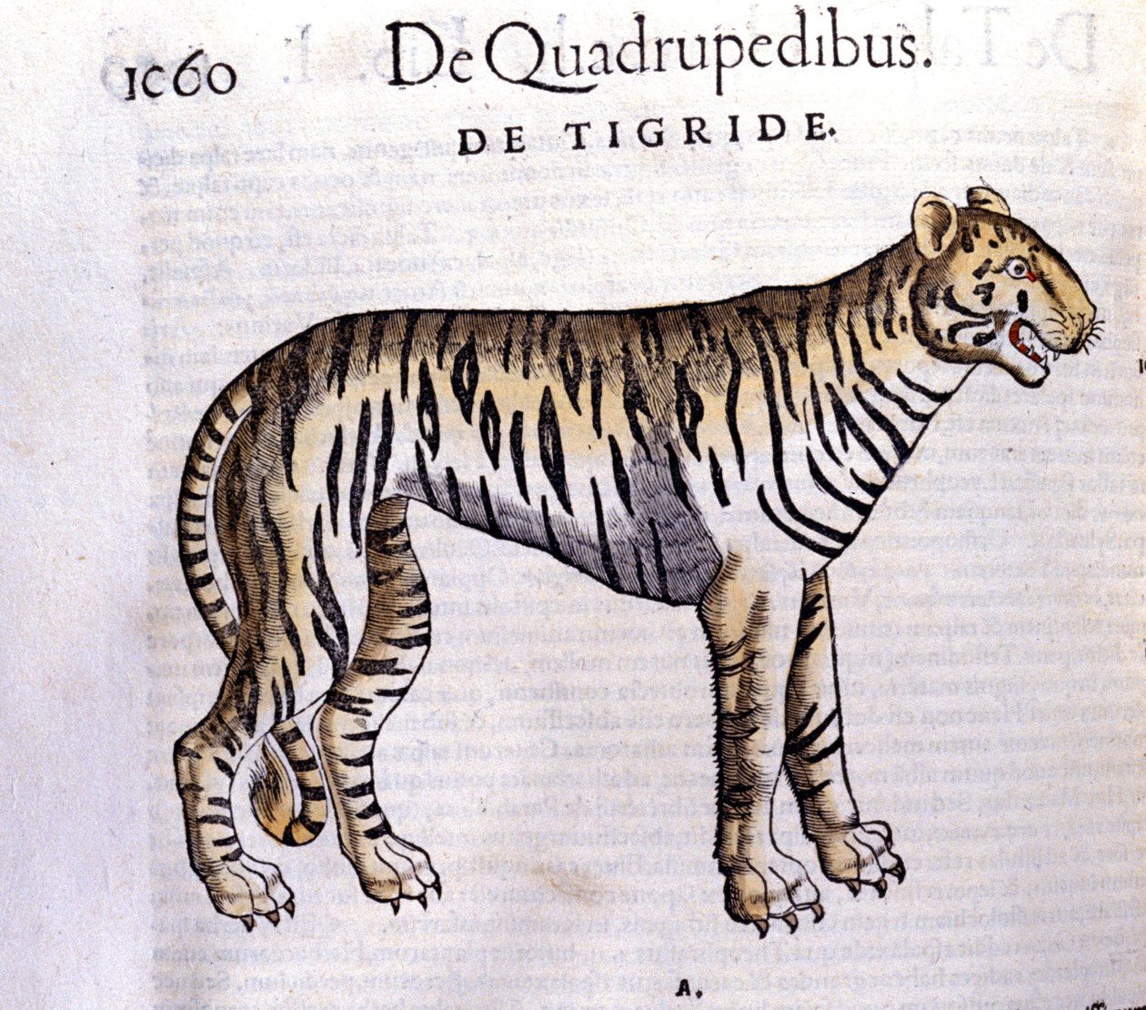 Tigeren - i Historia Animalium av Conrad Gesner (1516 - 1565), Tiguri av Unknown artist