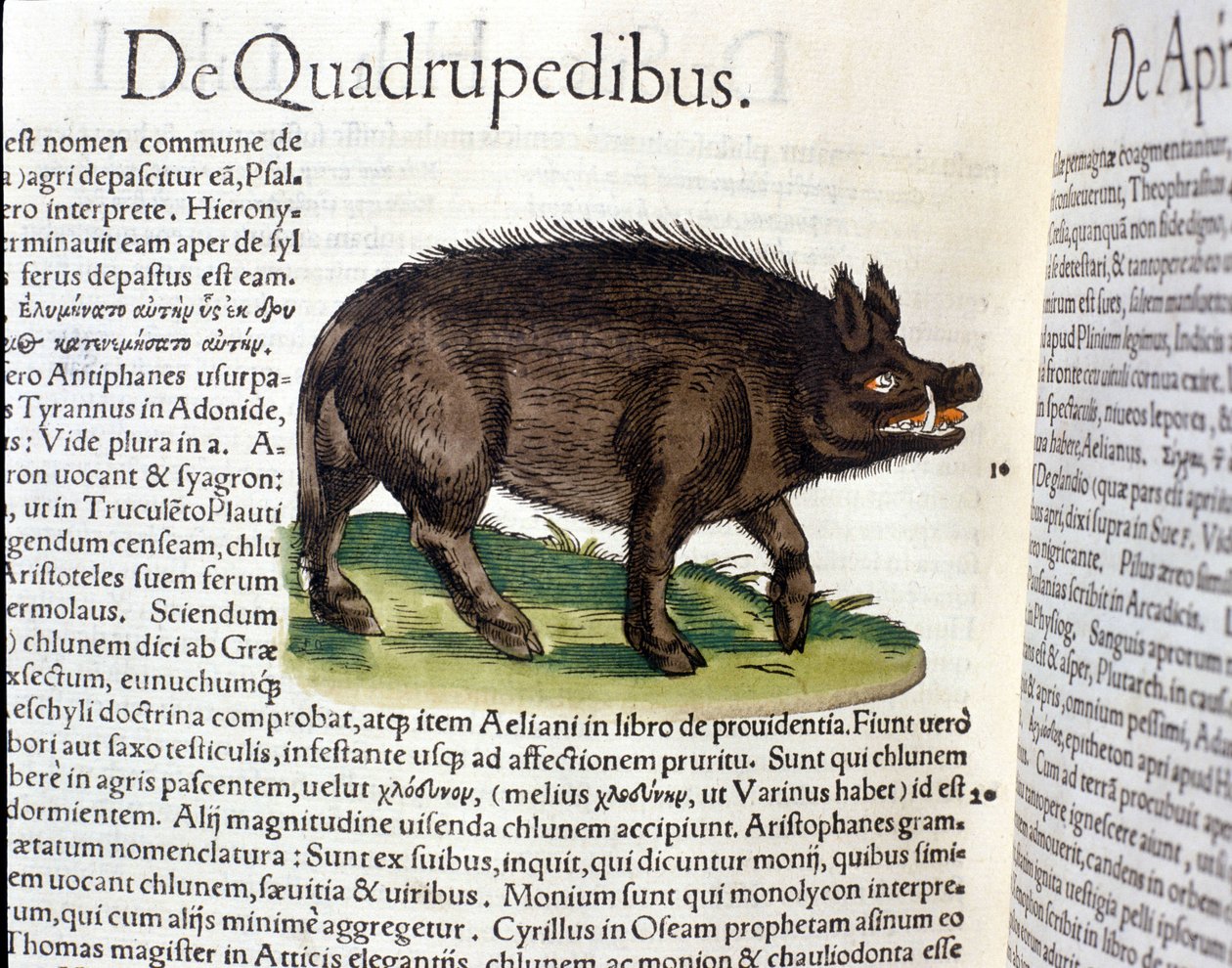 Villsvinet etter Historia Animalium av Conrad Gesner, Tiguri 1560. Biblioteca Nazionale Braidense. Milan av Unknown artist