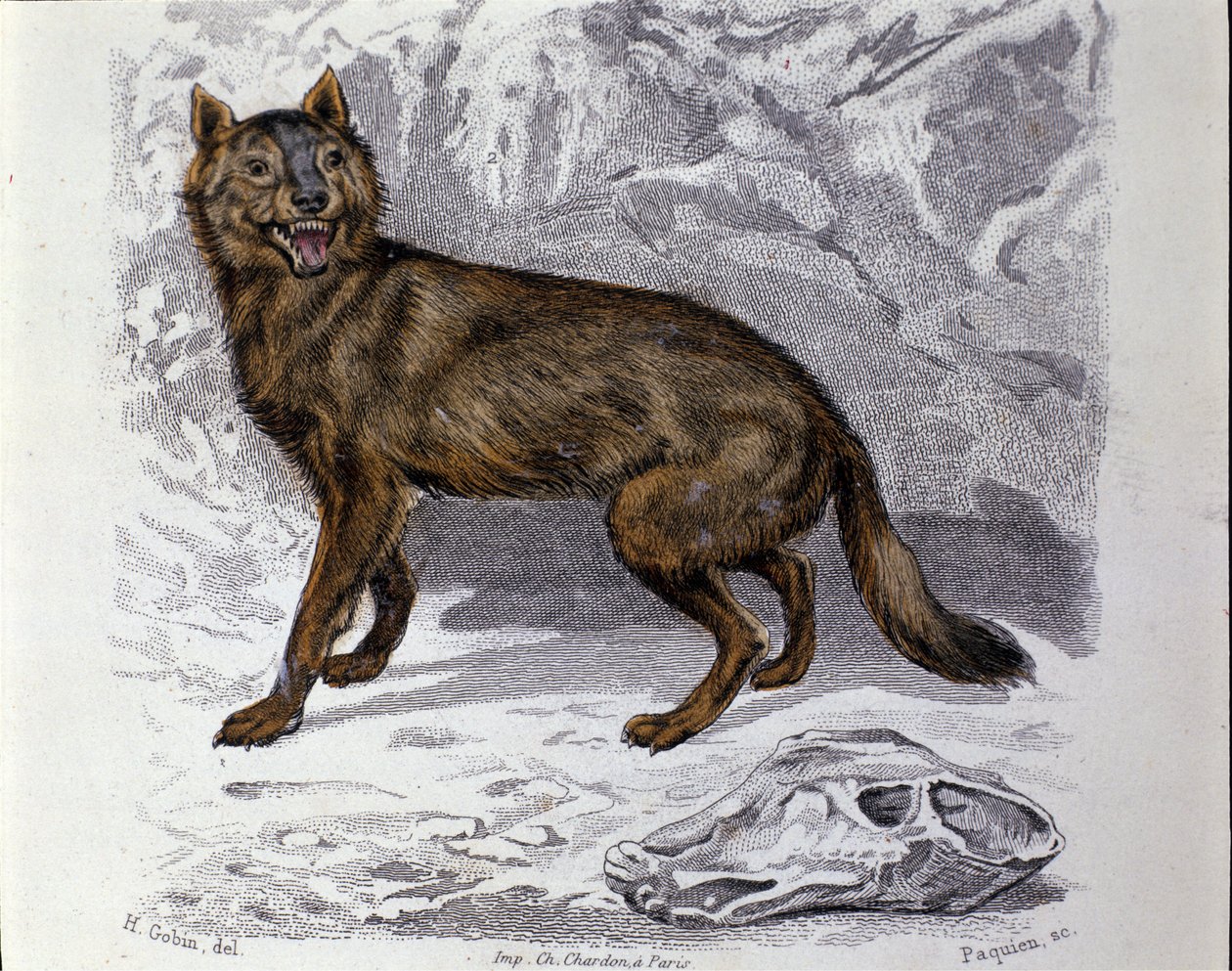 Ulven. Plate hentet fra en Natural History Treat of "" Works of Buffon"" av naturforsker Georges Louis Leclerc, greve av Buffon (1707 - 1788). 1800-tallet av Unknown artist