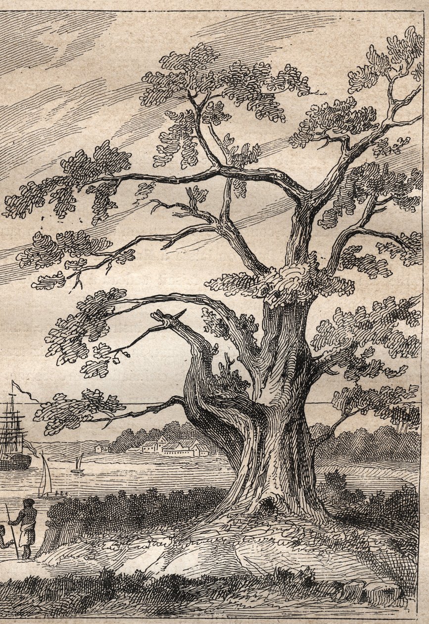 Tredje reise (1776-1779) av kaptein James Cook (1728-1779): treet der Cook observerte passasjen til Venus - illustrasjon hentet fra "The Great Mariners of the 18th century"" av Unknown artist