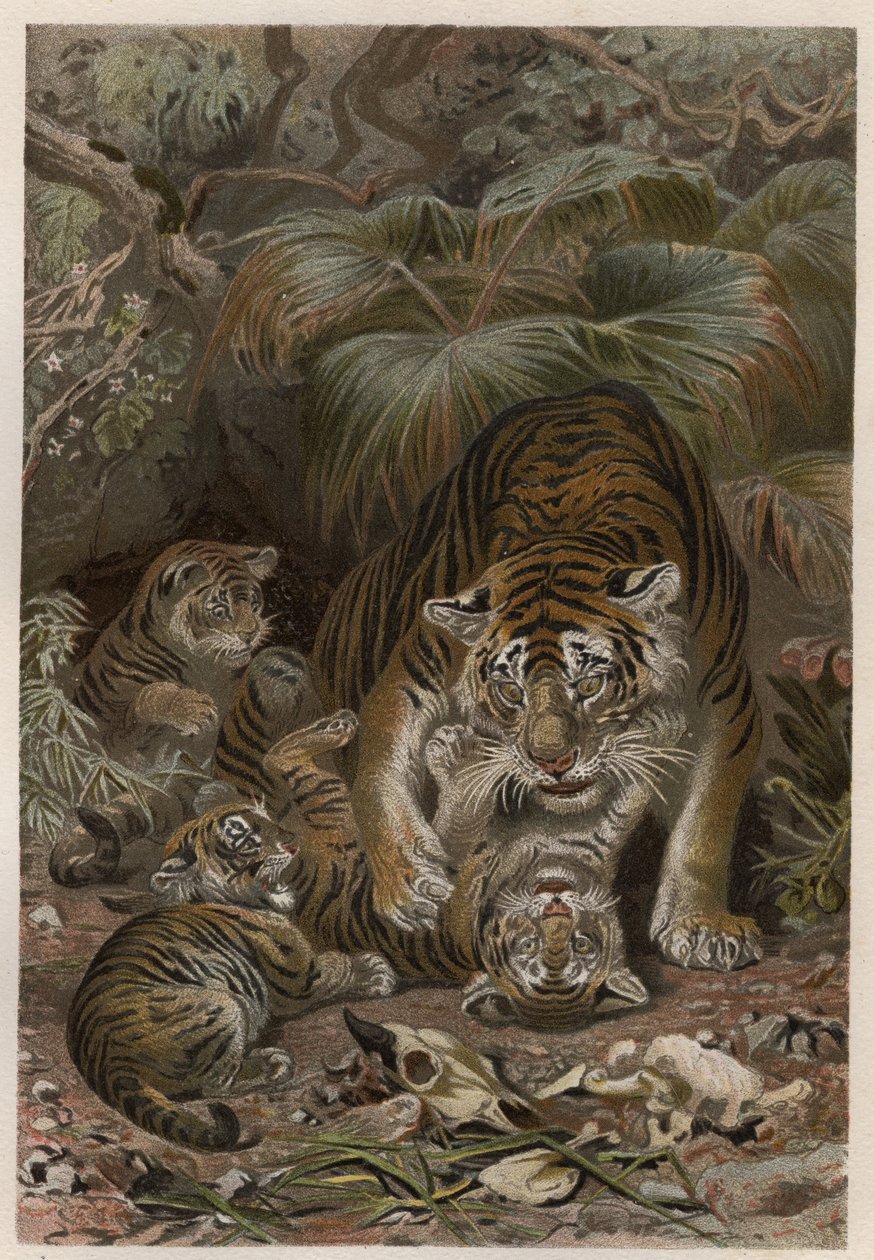 Tiger med tigroner - Tiger (Panthera tigris) med unger - gravering fra "" Brehm