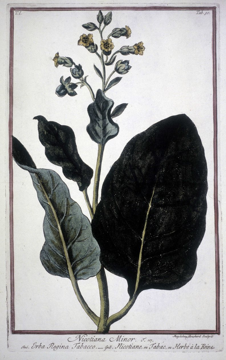 Tobakksblad og blomst (Nicotiana Minor) i et herbarium fra 1800-tallet. av Unknown artist