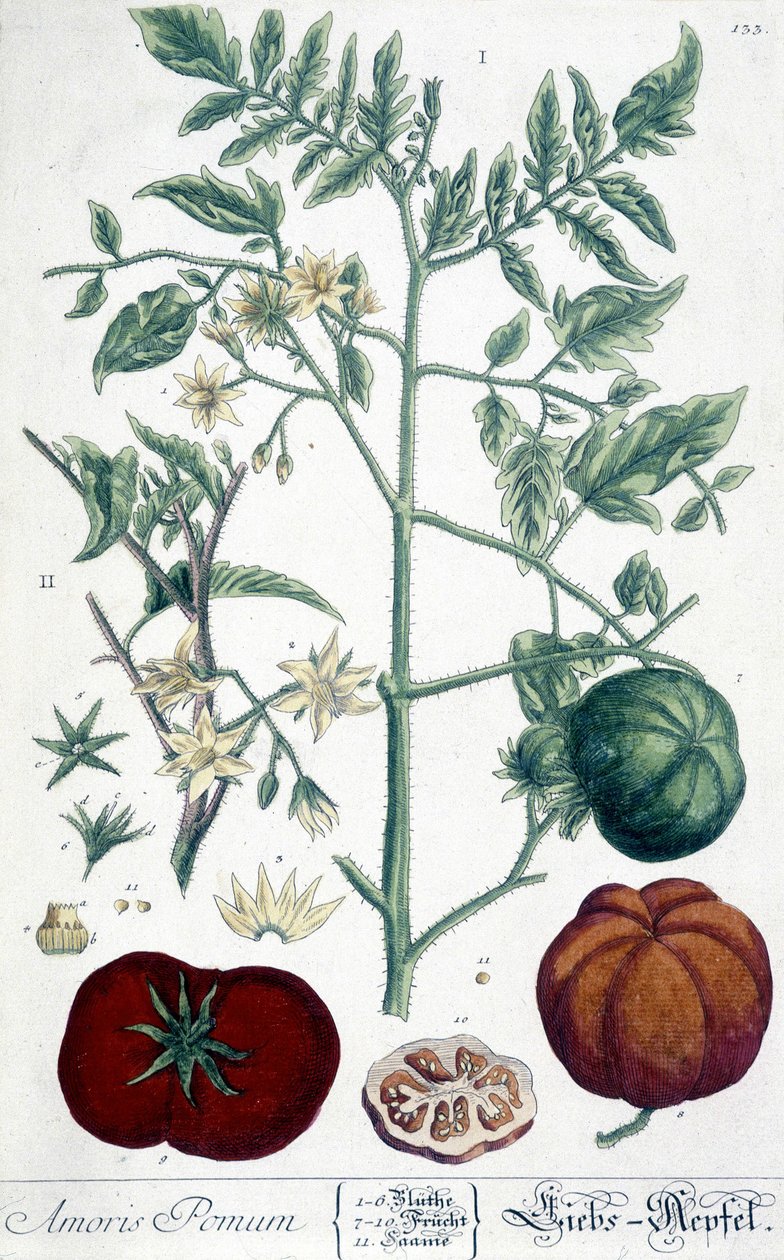 Tomat, botanisk bord av Unknown artist