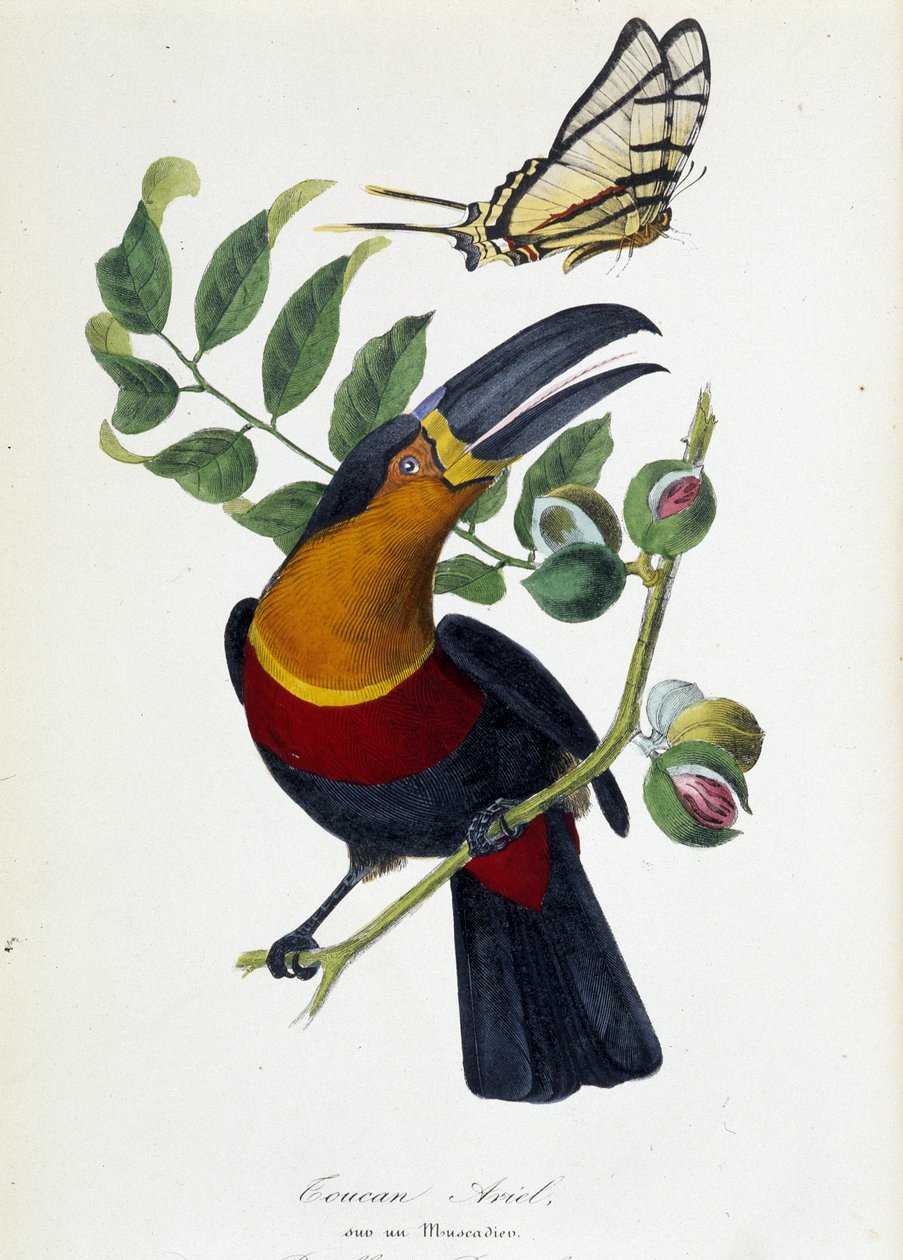 Tukan Ariel på en muskadier og sommerfugl Protesilas - i "" Le jardin des plantes: komplett historisk og pittoresk beskrivelse av det naturhistoriske museet"" av Lamaout, Paris 1843 av Unknown artist