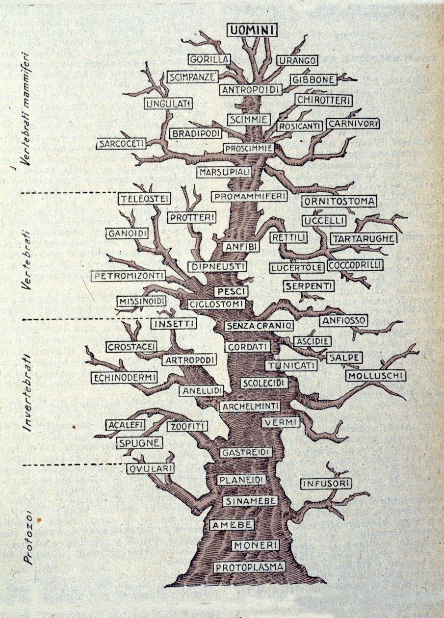 Tree of Evolution eller illustrert tavle som representerer klassifiseringen av dyreriket. av Unknown artist
