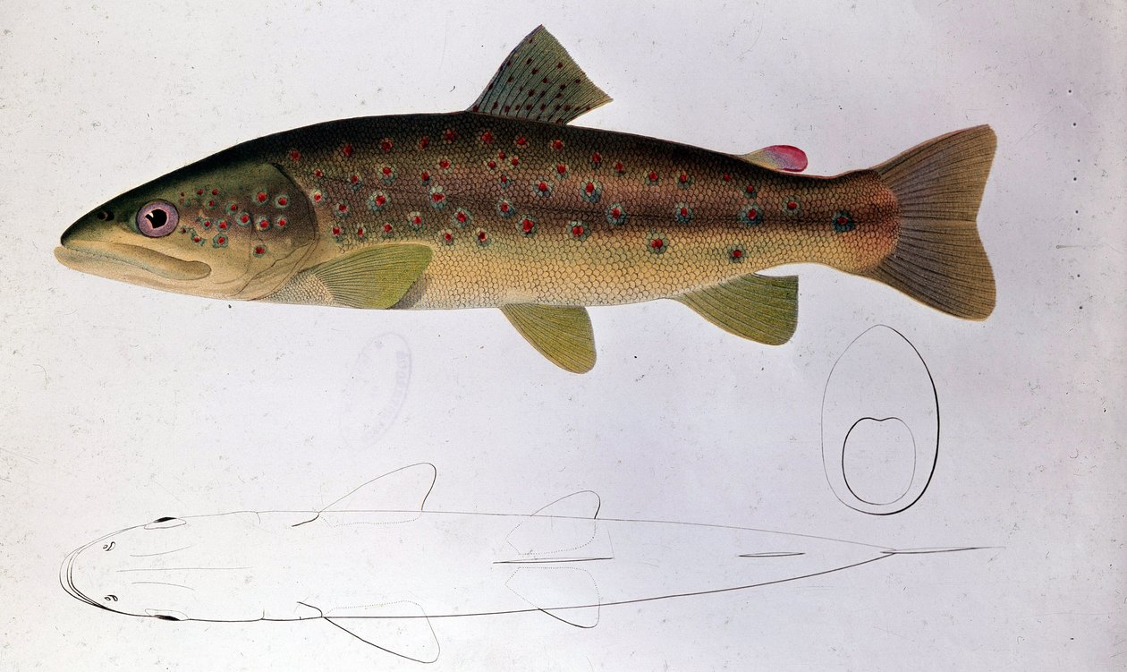 Ørret - Naturhistorisk styre av Unknown artist