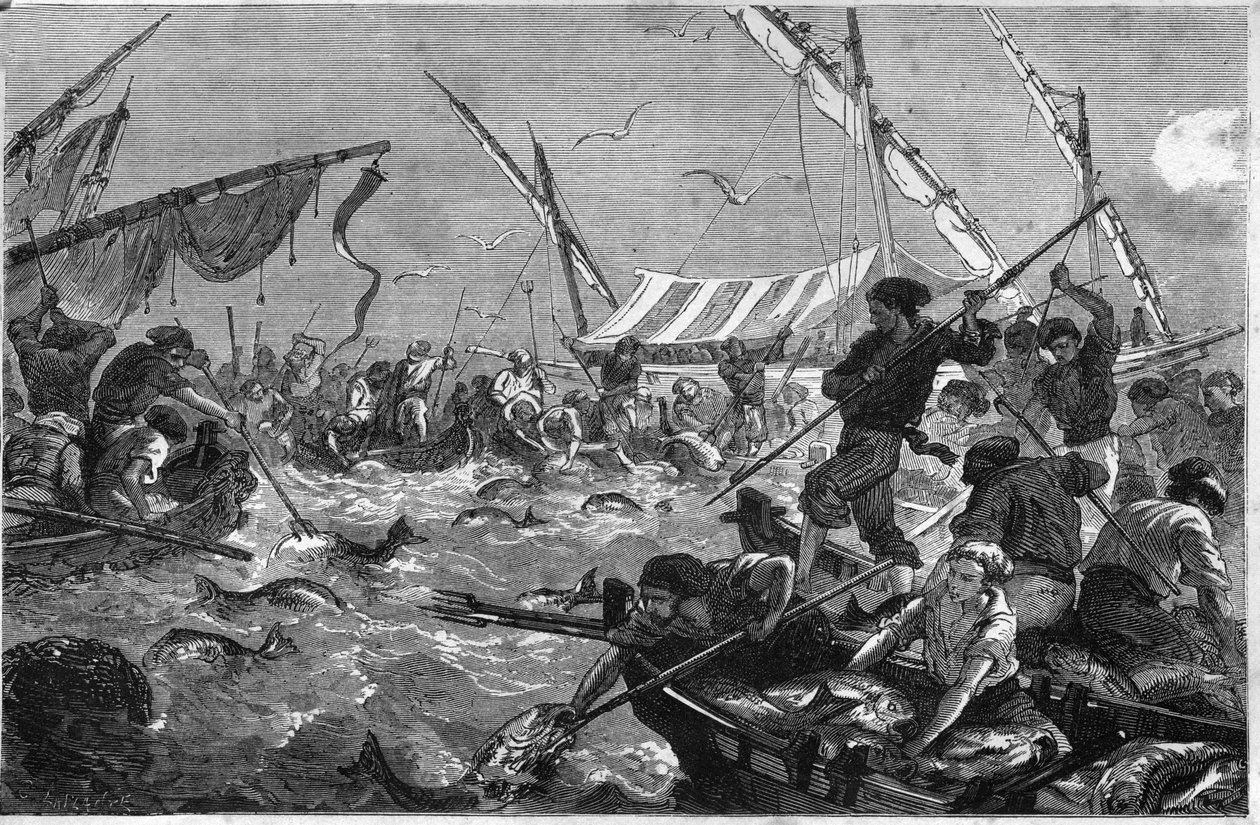 Tunfiske (Pesca al tonno) på kysten av Provence. av Unknown artist