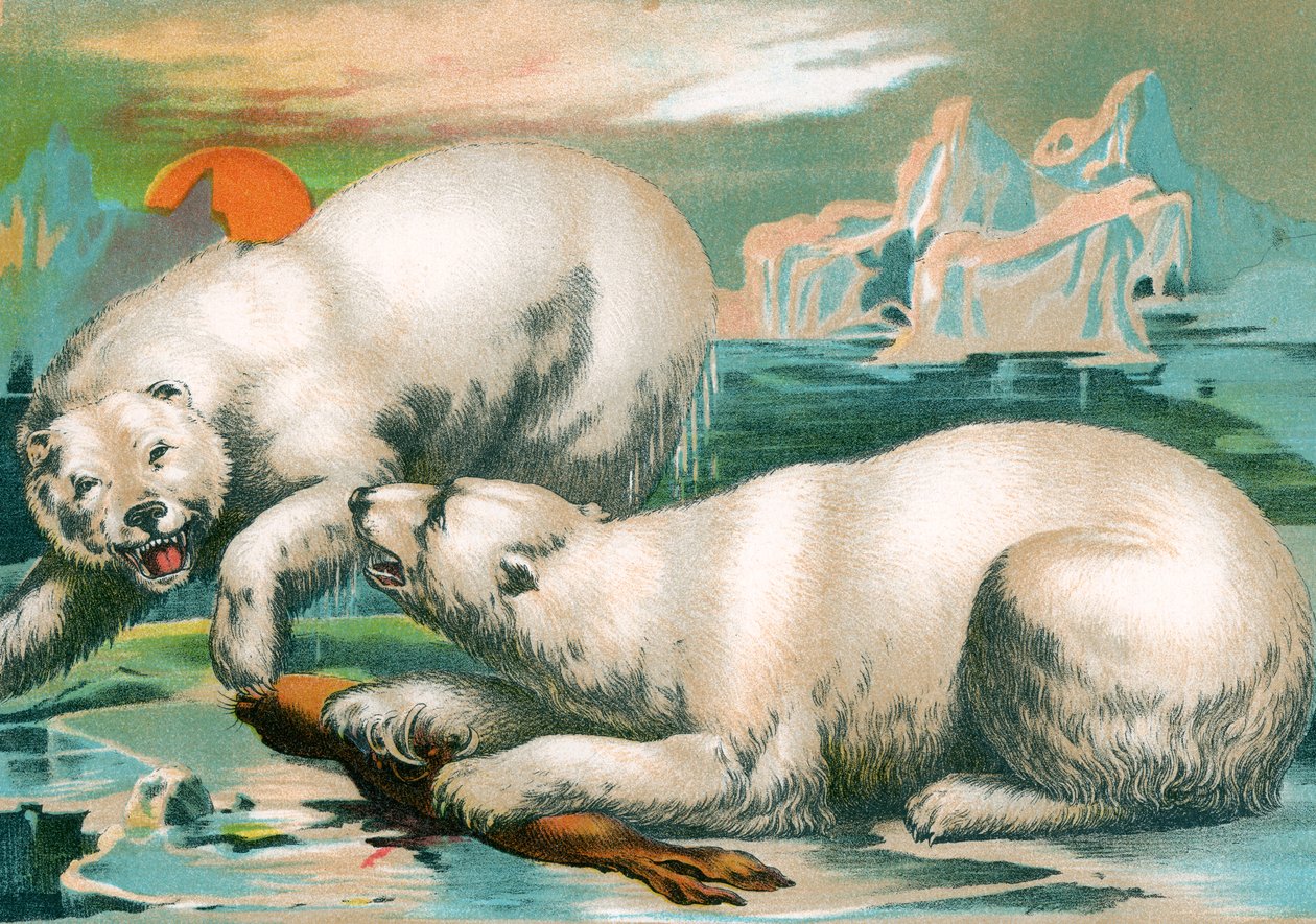 To isbjørner som kjemper om sel av Unknown artist